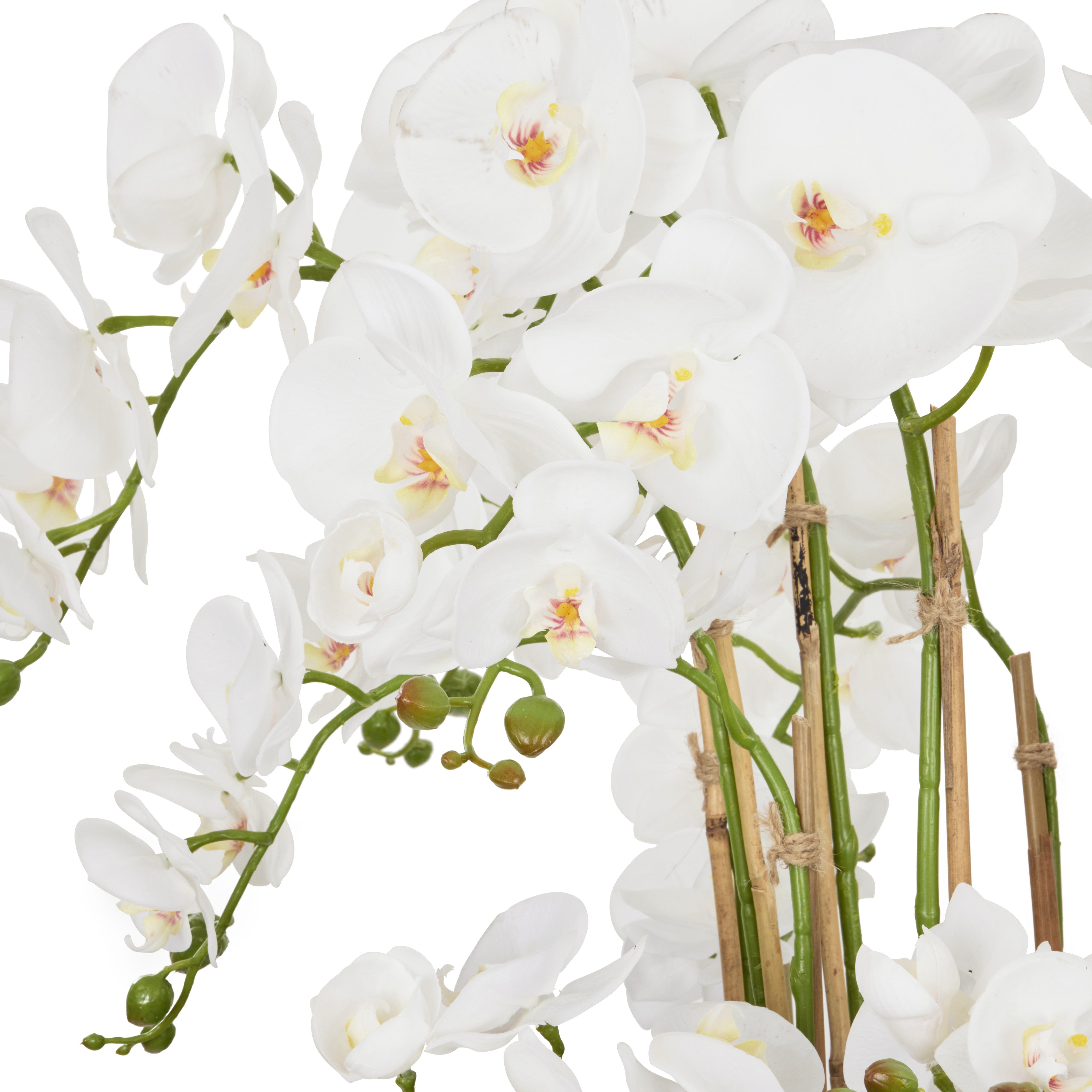 Rogue Phalaenopsis - Classic Bowl White & Green