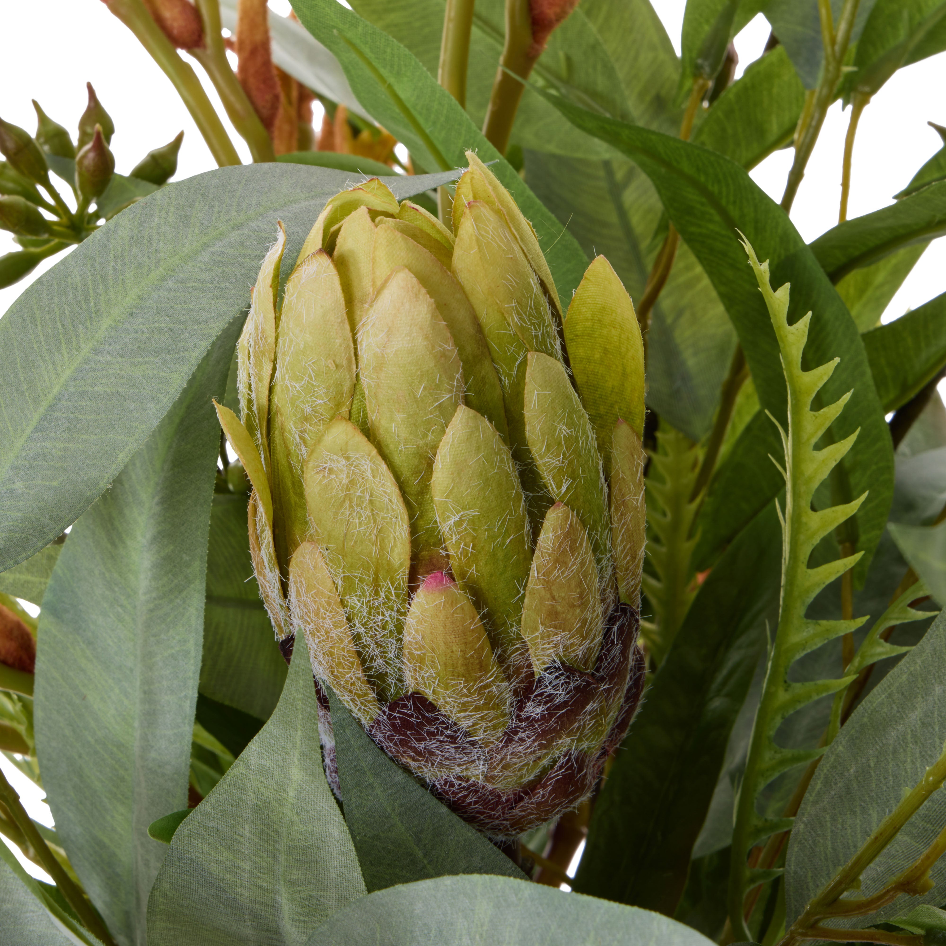 Rogue Protea Kangaroo Paw - Claire Green & Orange 47cm