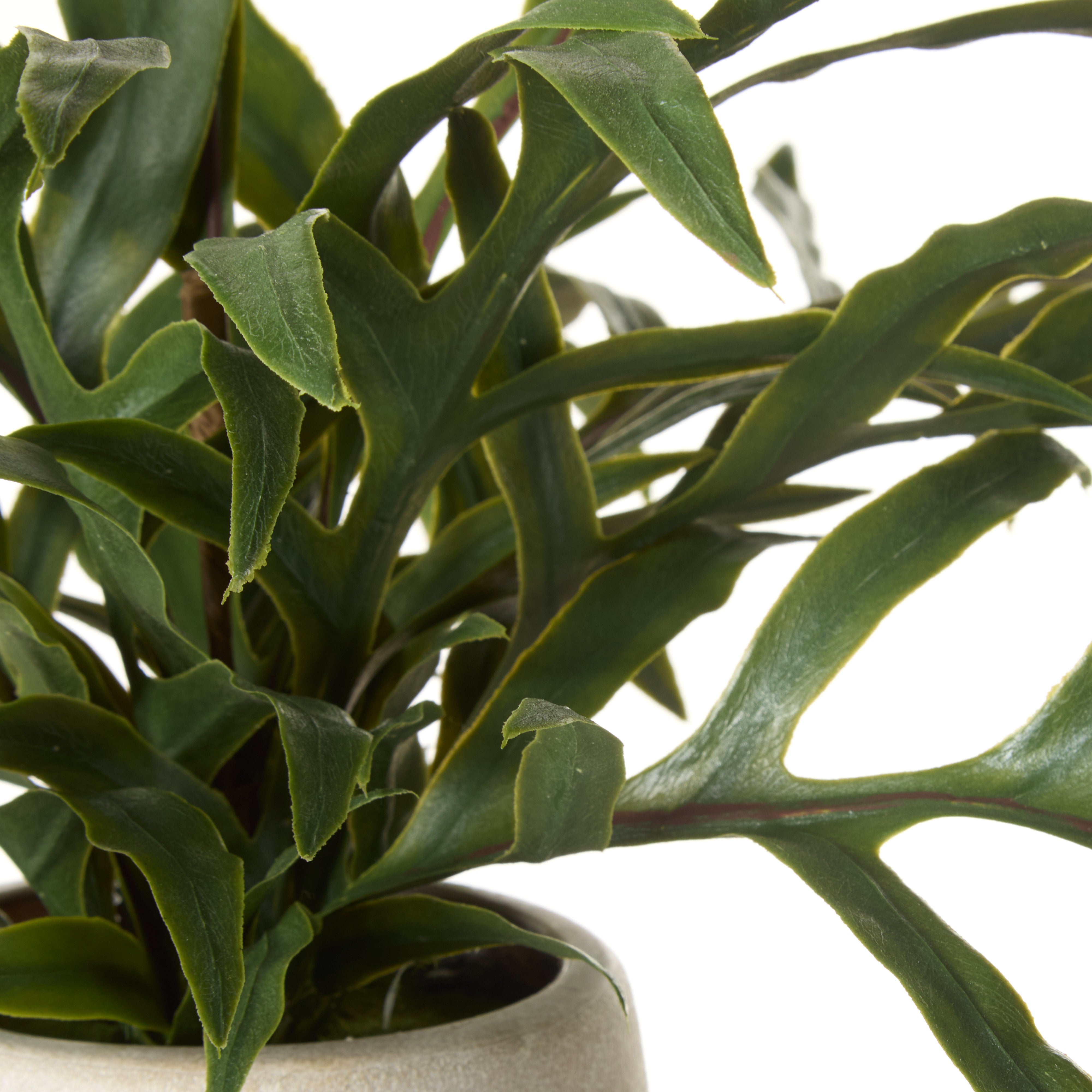Rogue Blue Star Fern Pot 46cm
