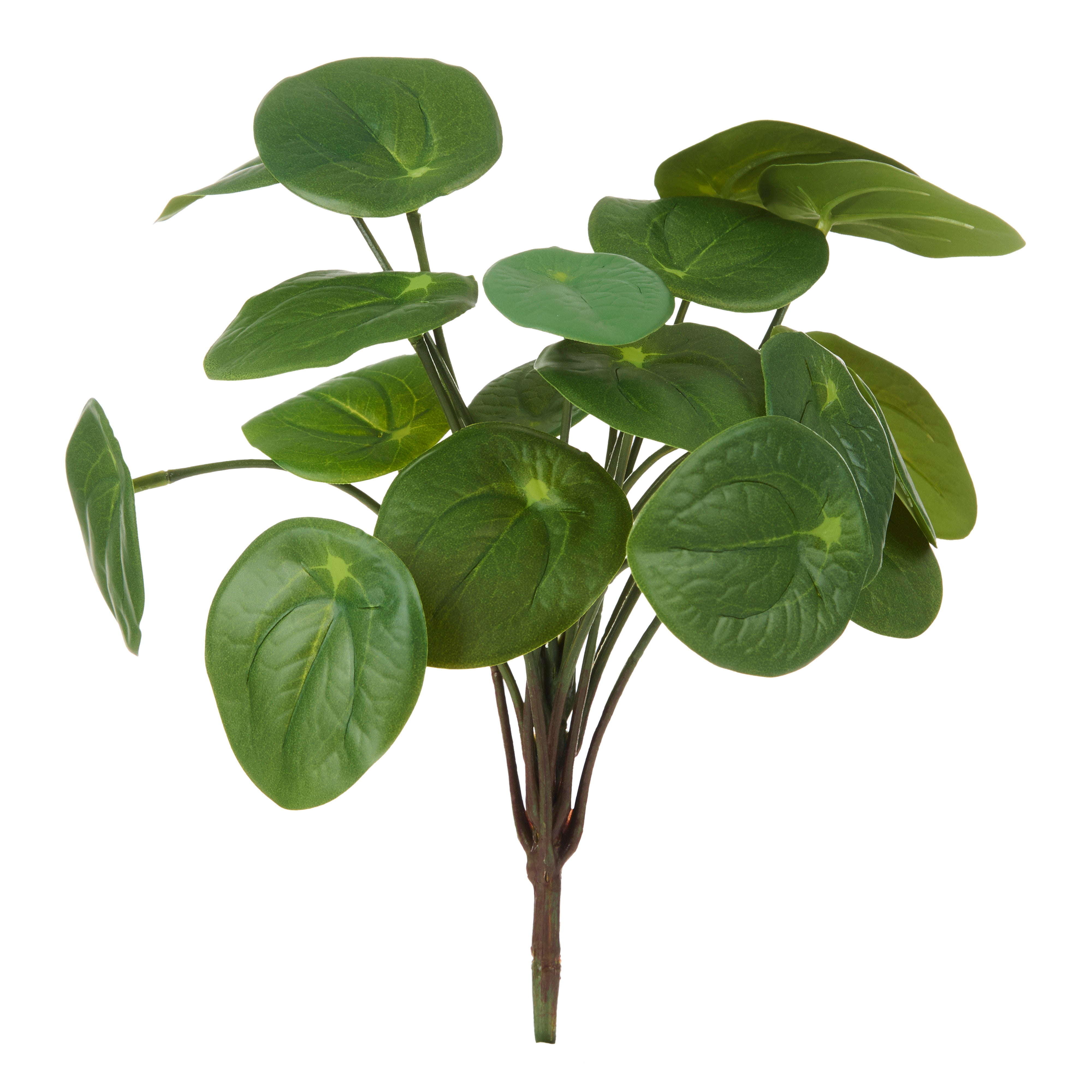 Rogue Pilea Bush