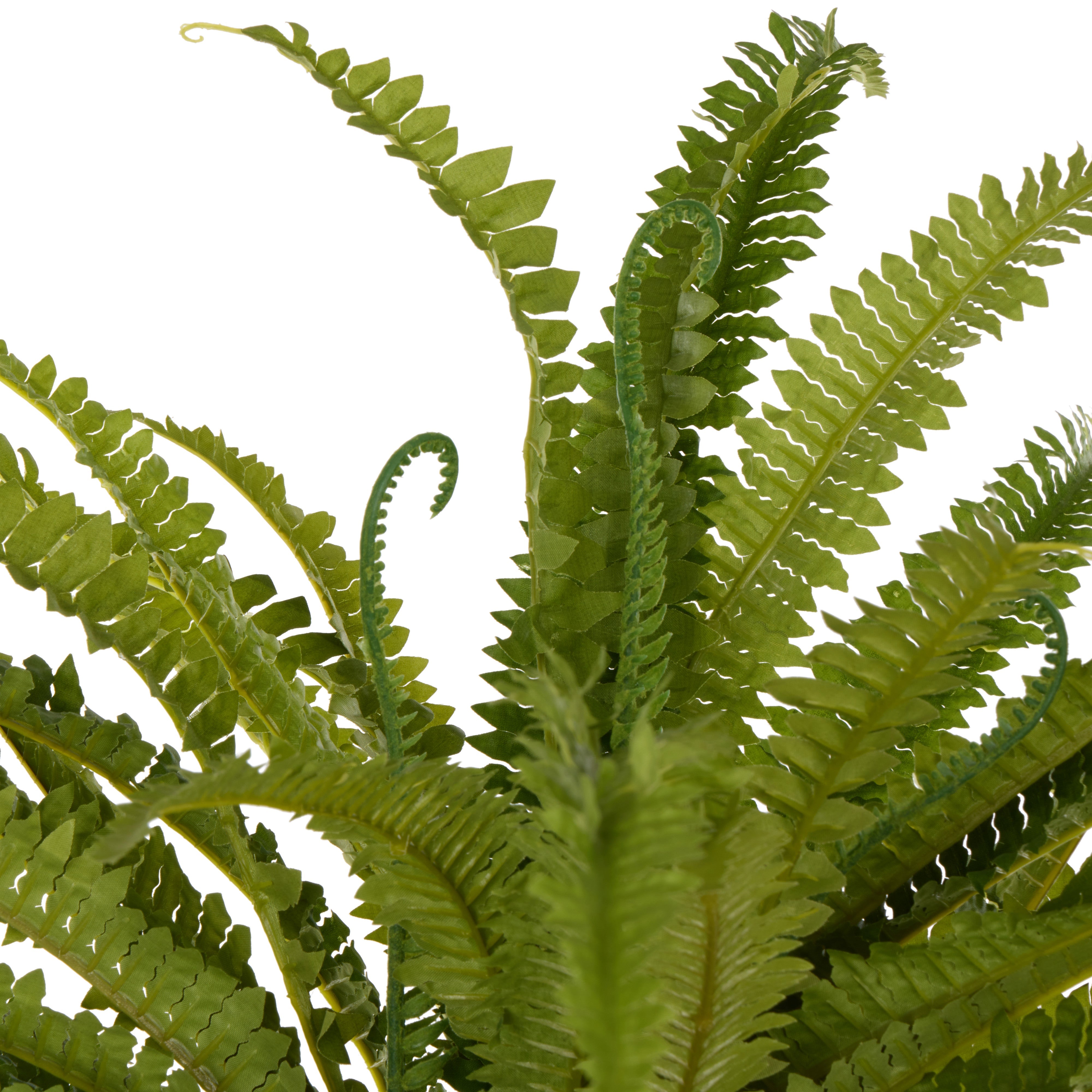 Rogue Boston Wall Fern 90cm
