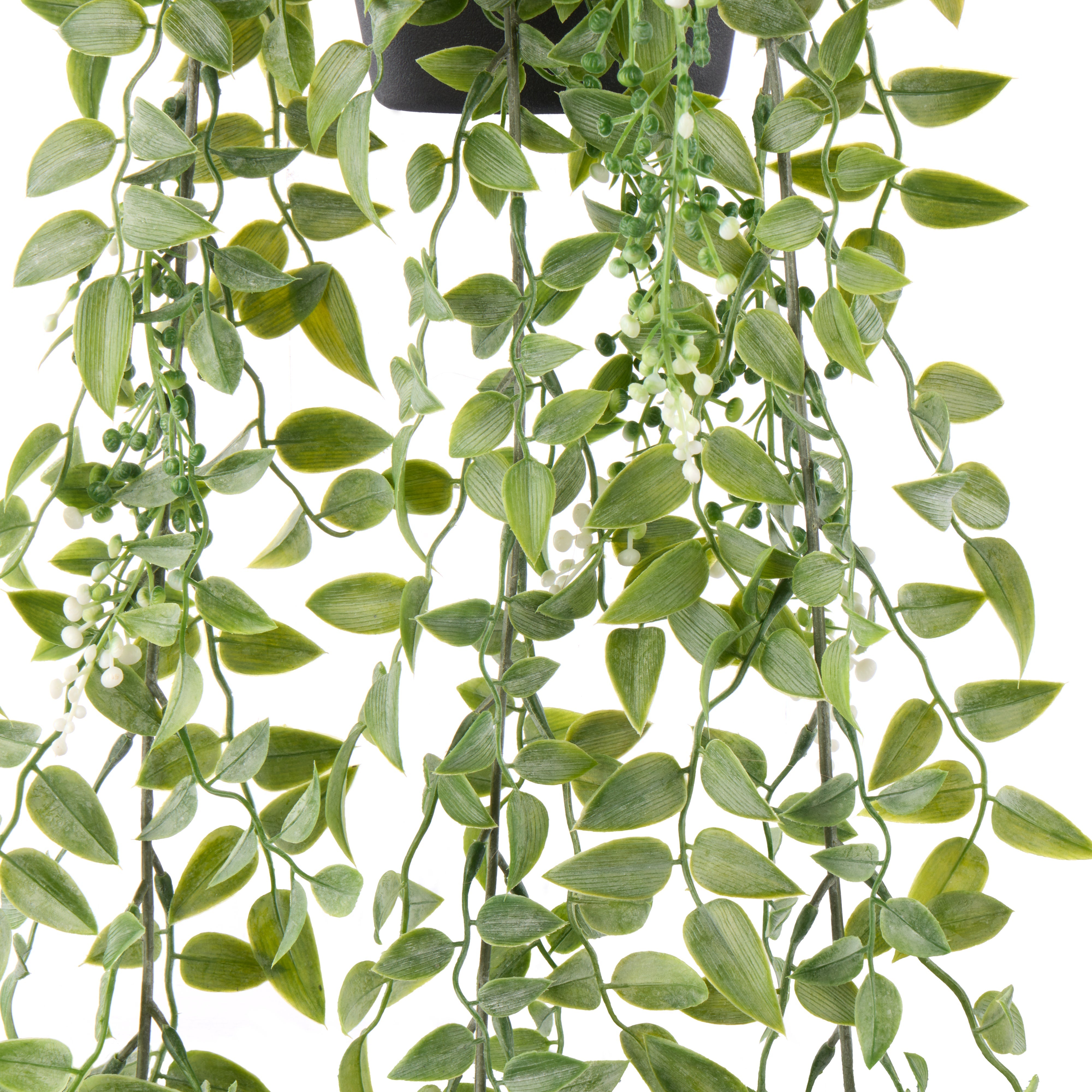 Rogue Budding Hanging Bush - Garden Pot Green & White