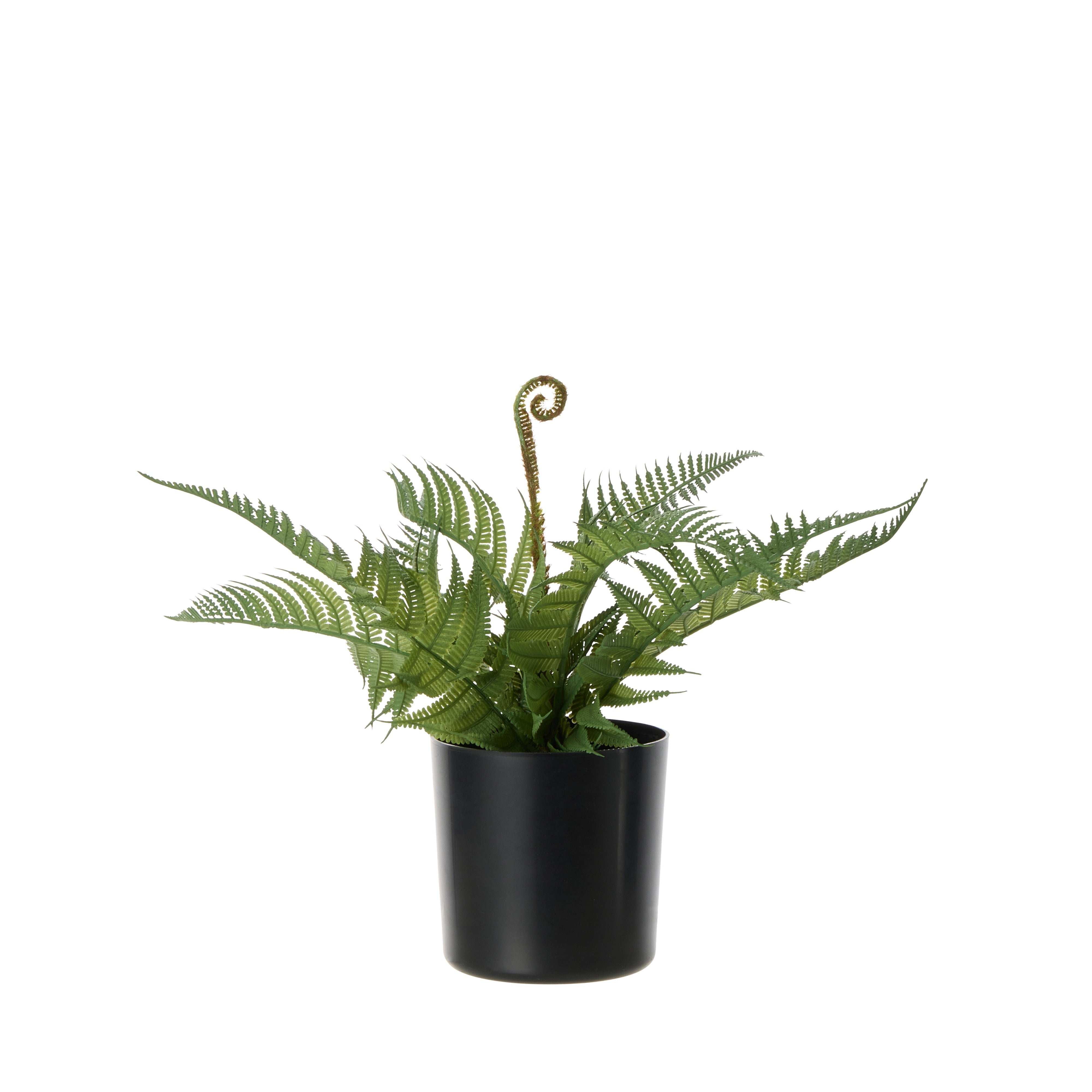 Rogue Boston Fern - Garden Pot 27cm