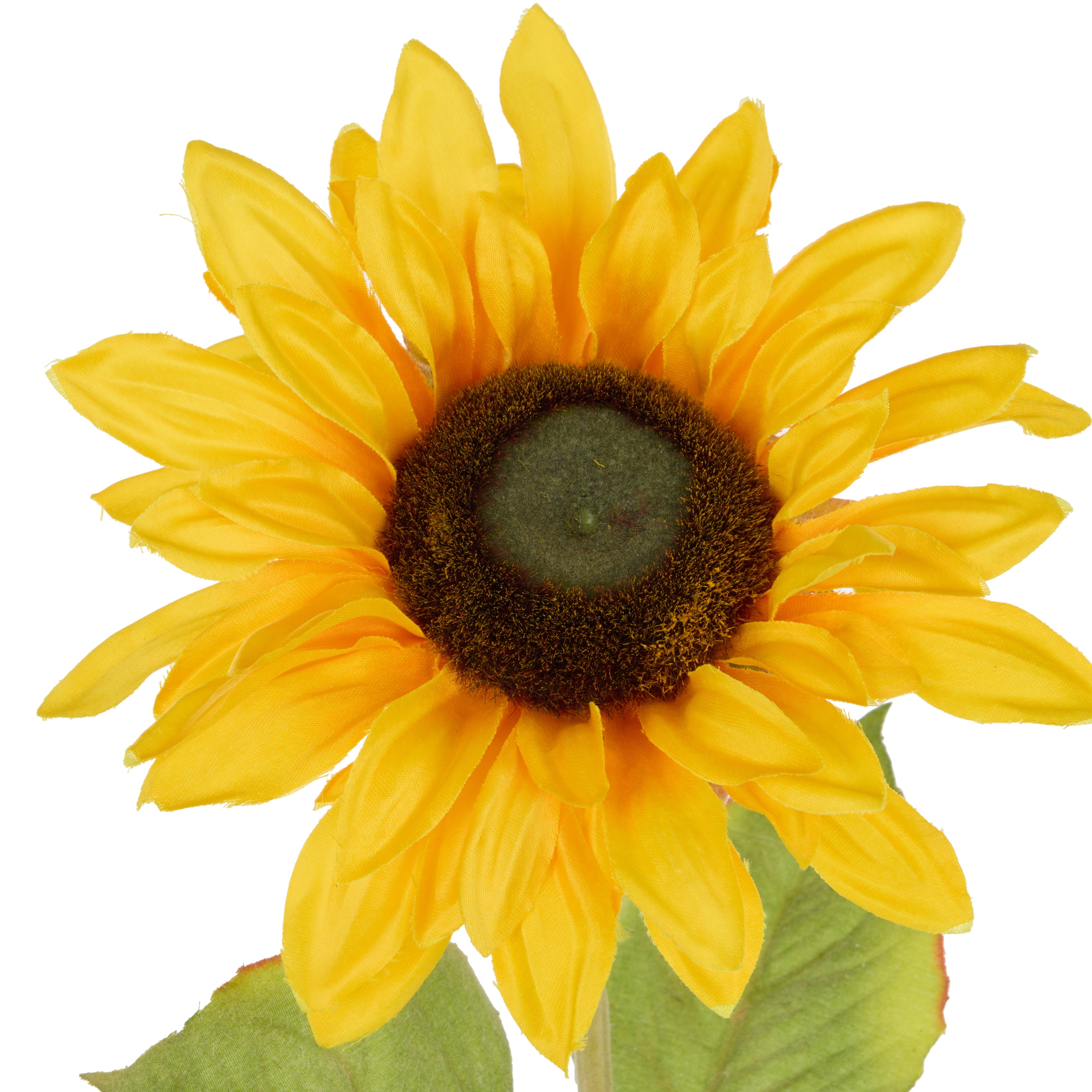 Rogue Sunflower Stem