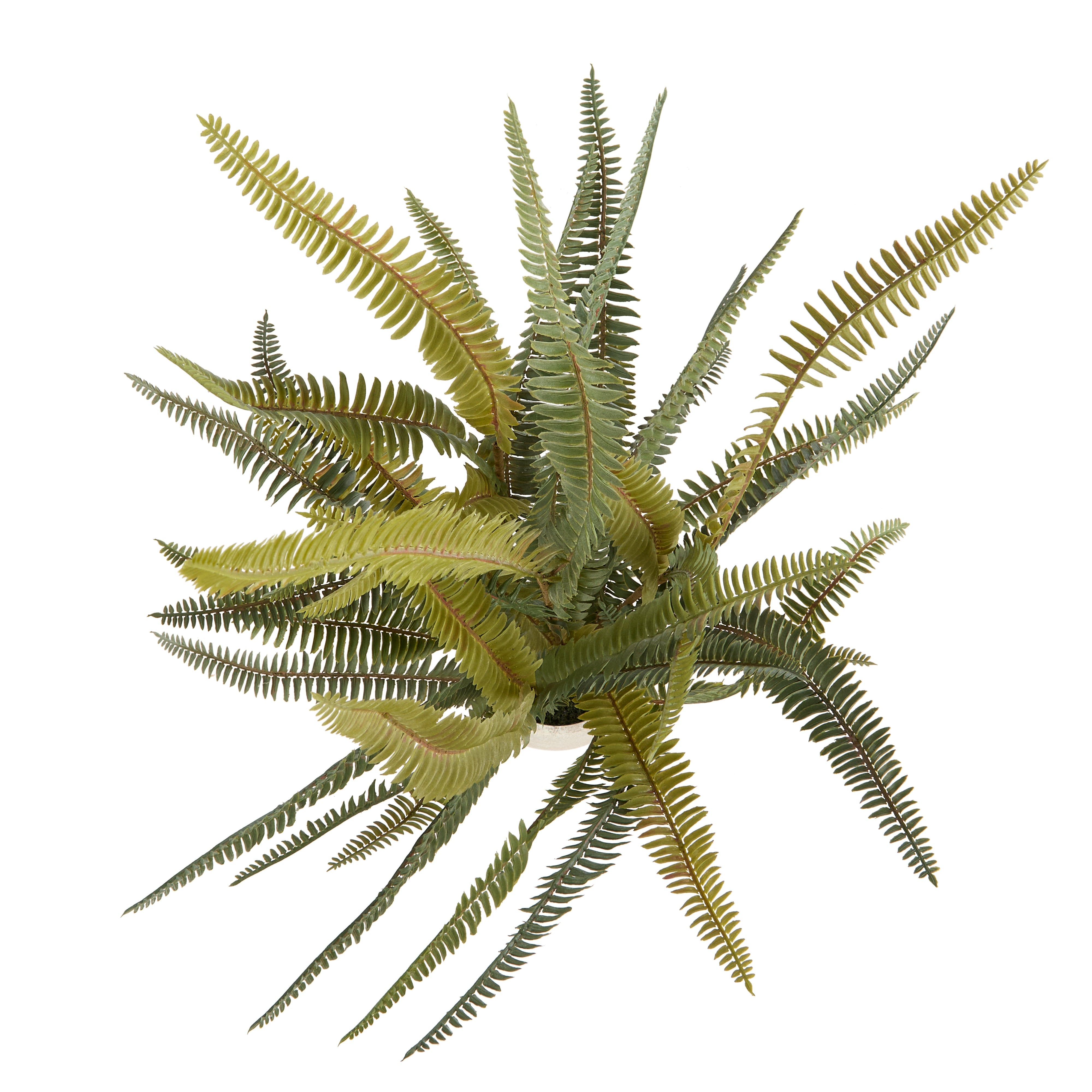 Rogue Boston Fern Pot 71cm