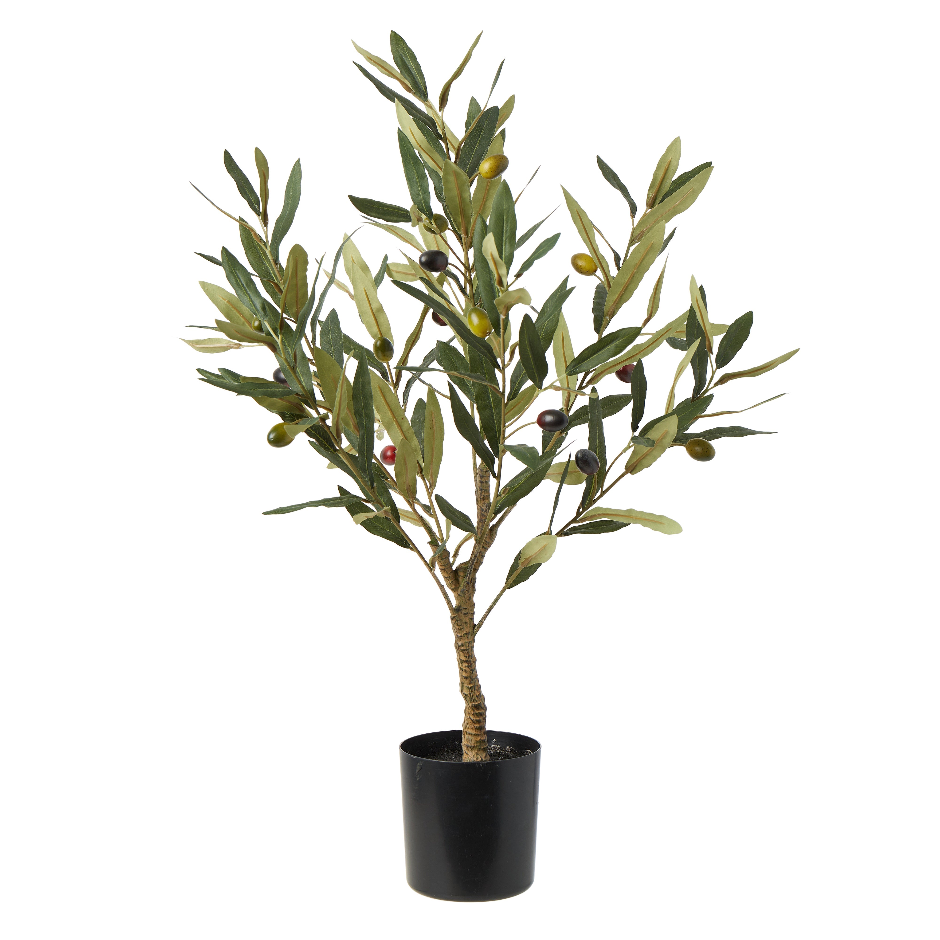 Rogue Olive Tree 60cm