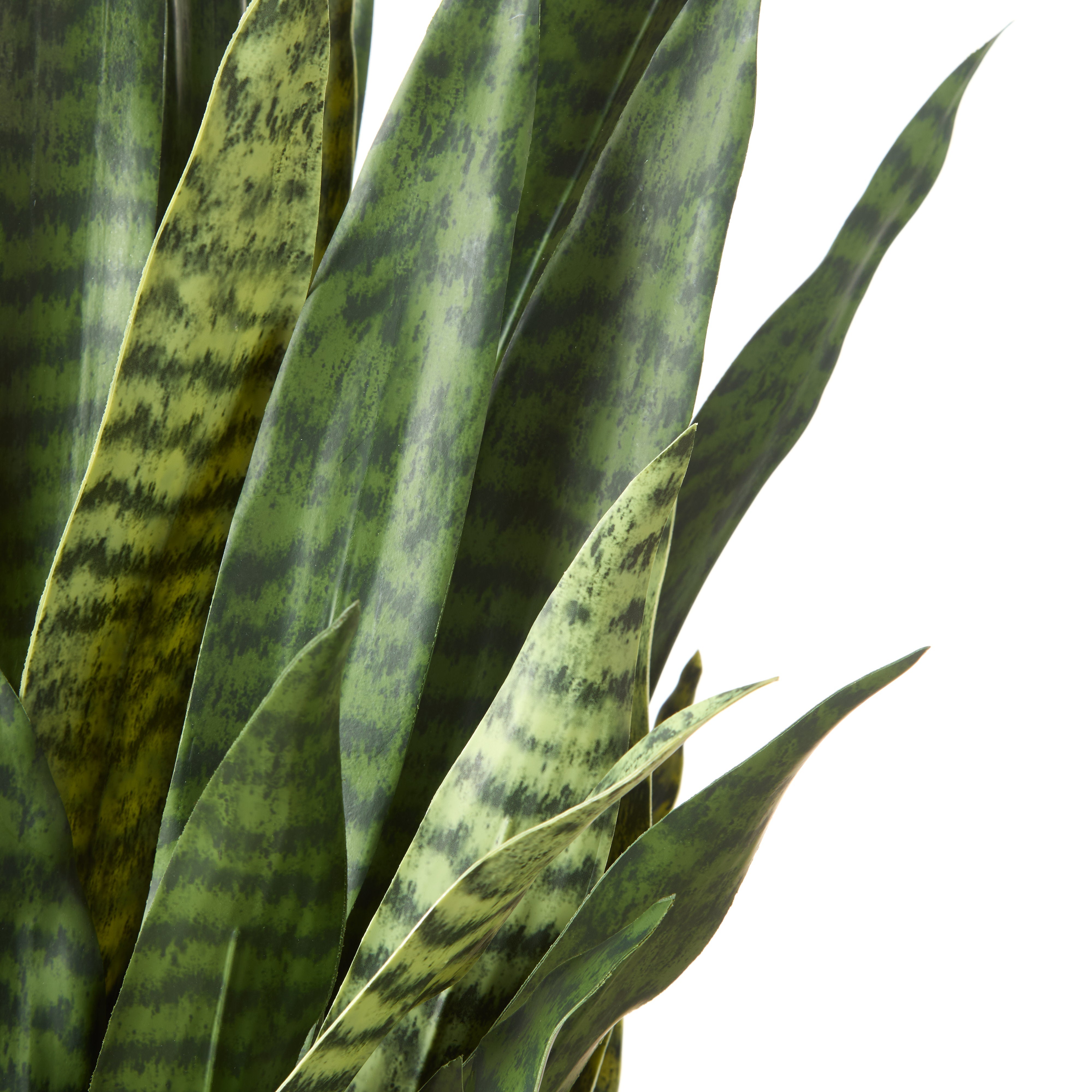 Rogue Sansevieria Plant Stand 92cm