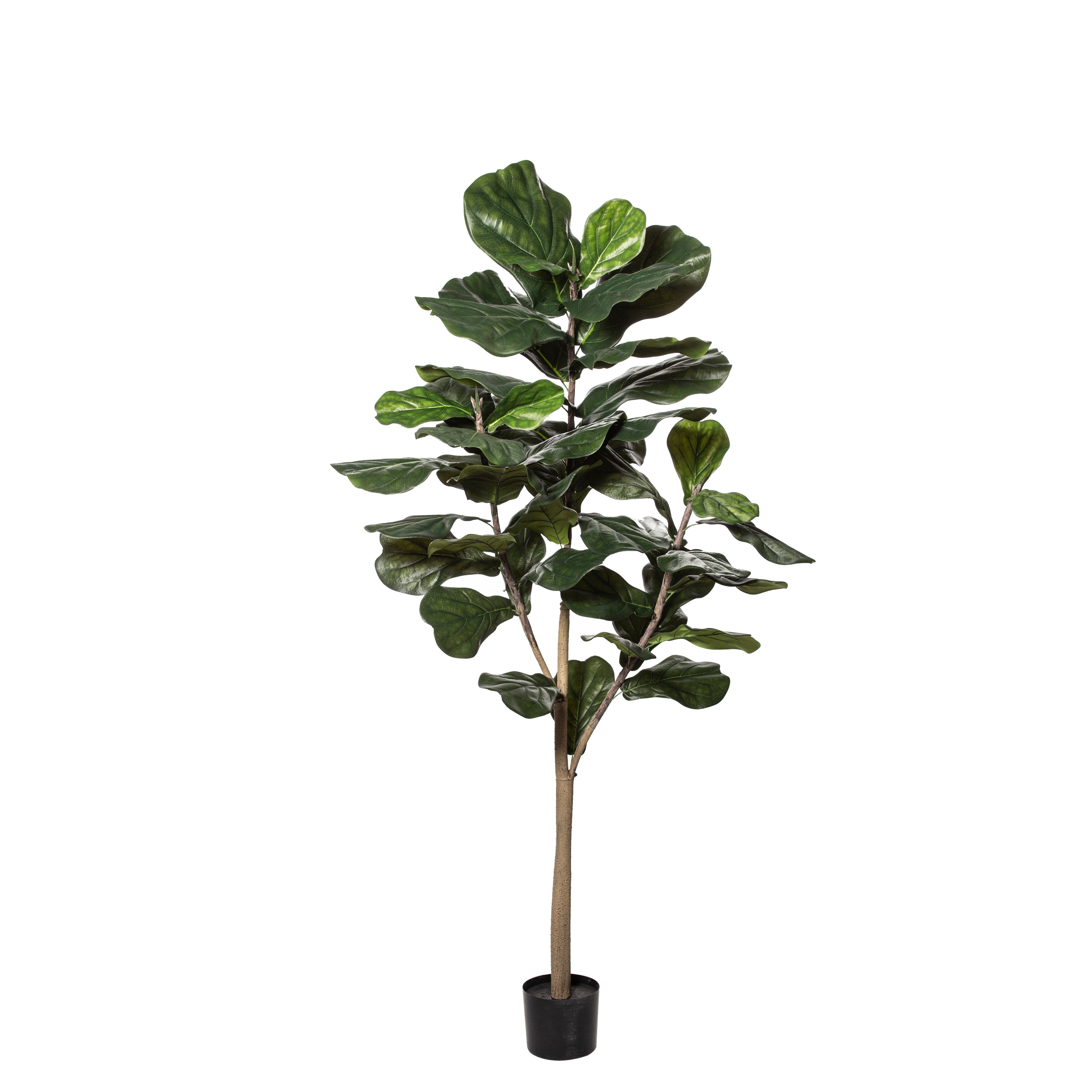 Rogue Fiddle Tree