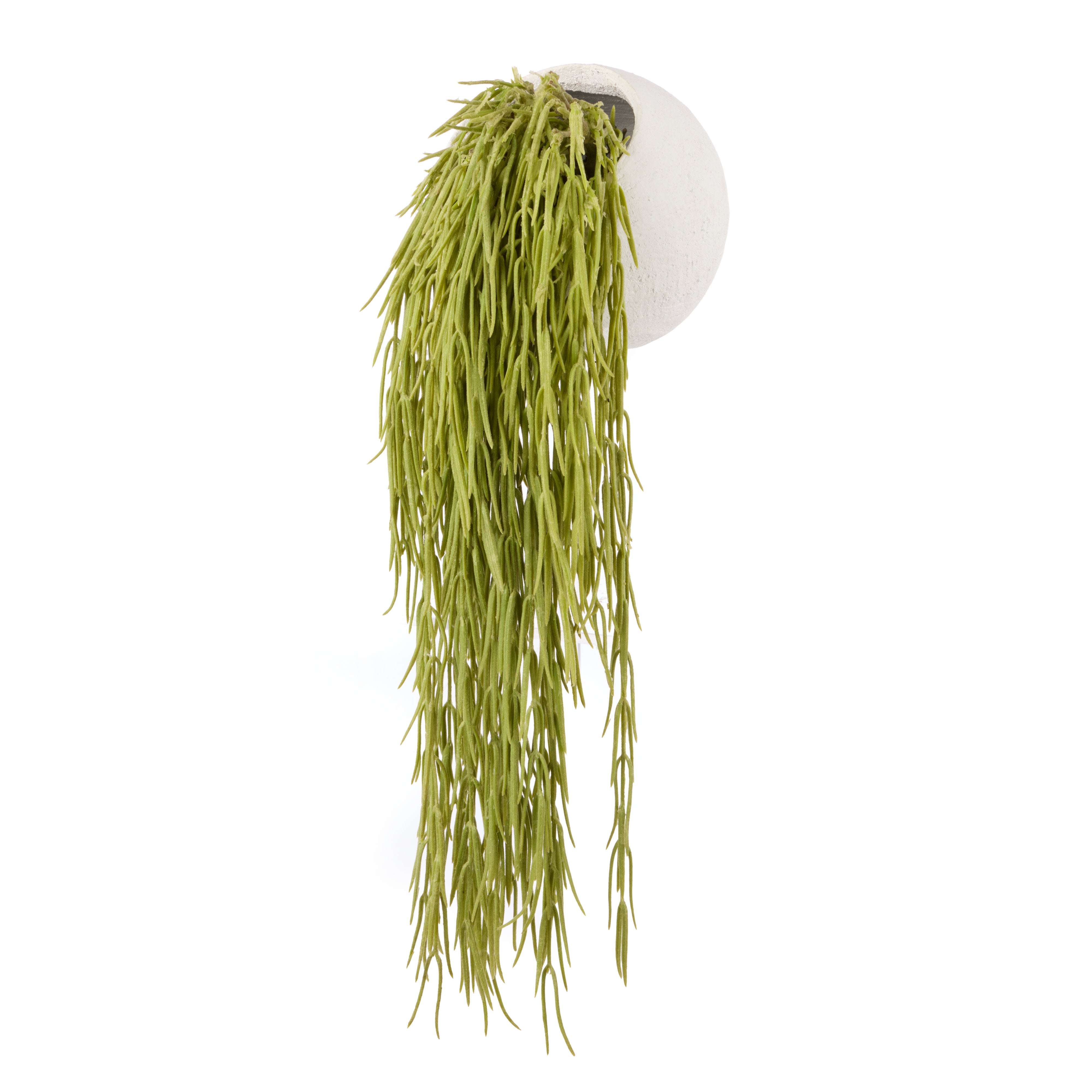 Rogue Hoya Hanging - Ithaca Round Planter
