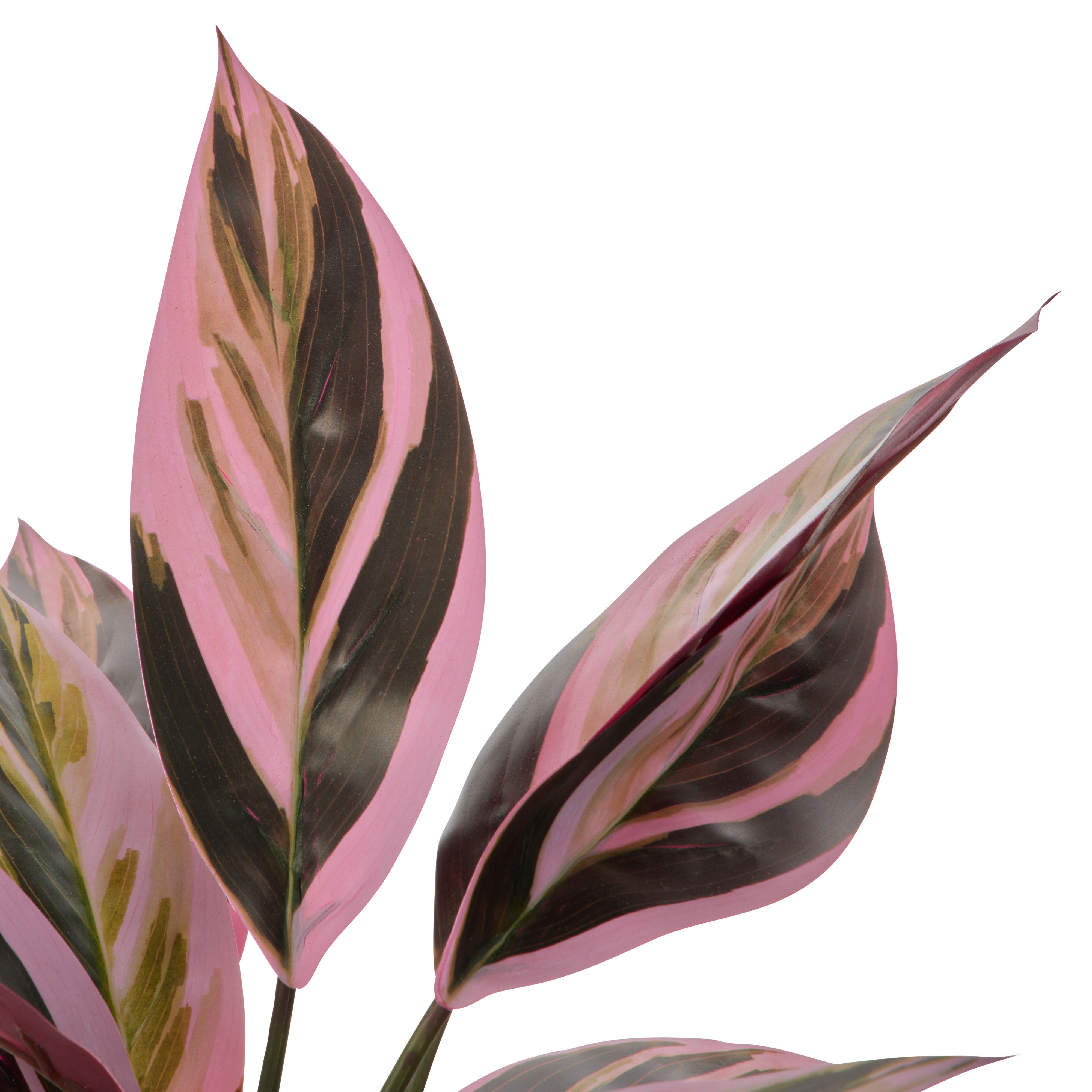 Rogue Cordyline Garden Plant