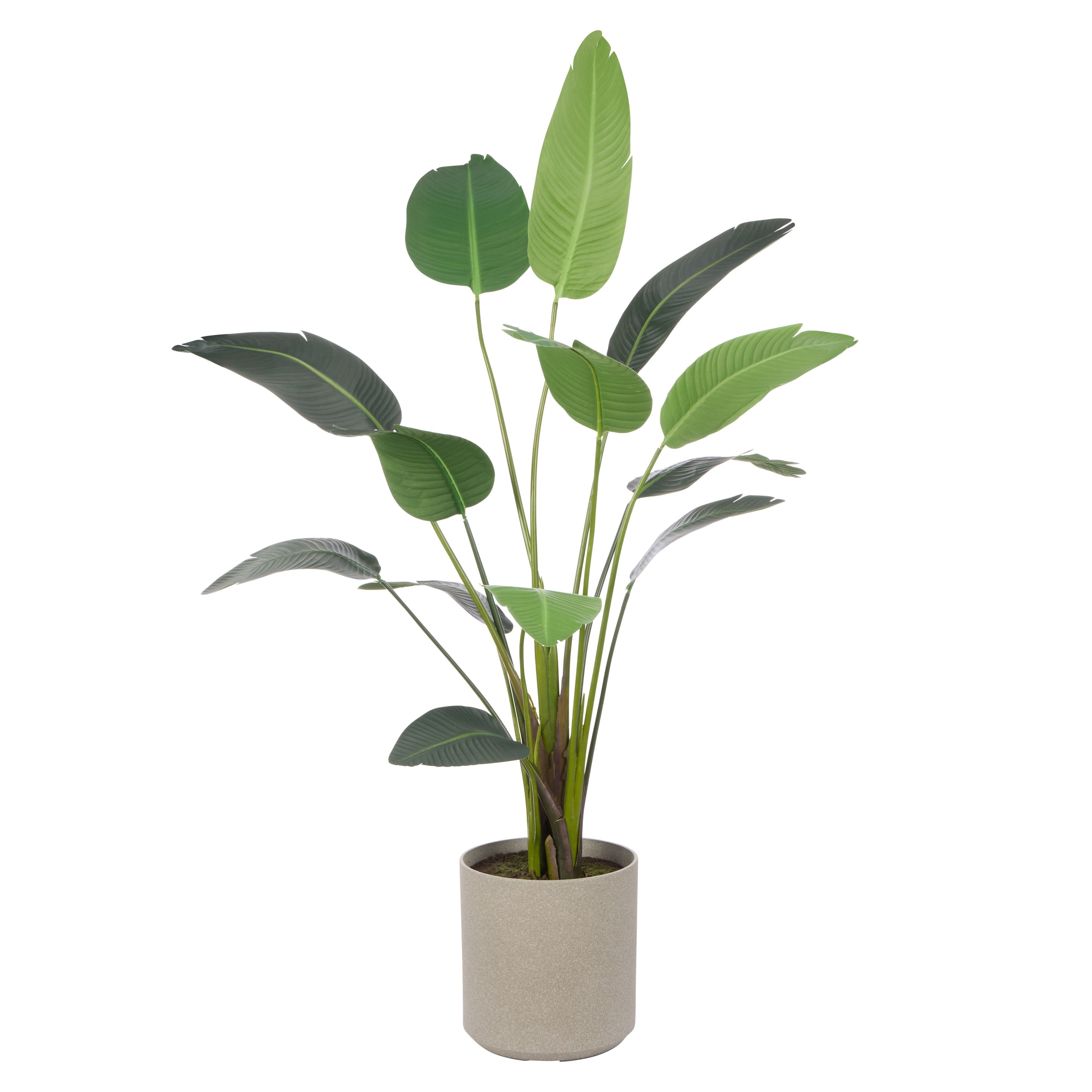 Rogue Giant Bird of Paradise - Cylinder Planter 200cm