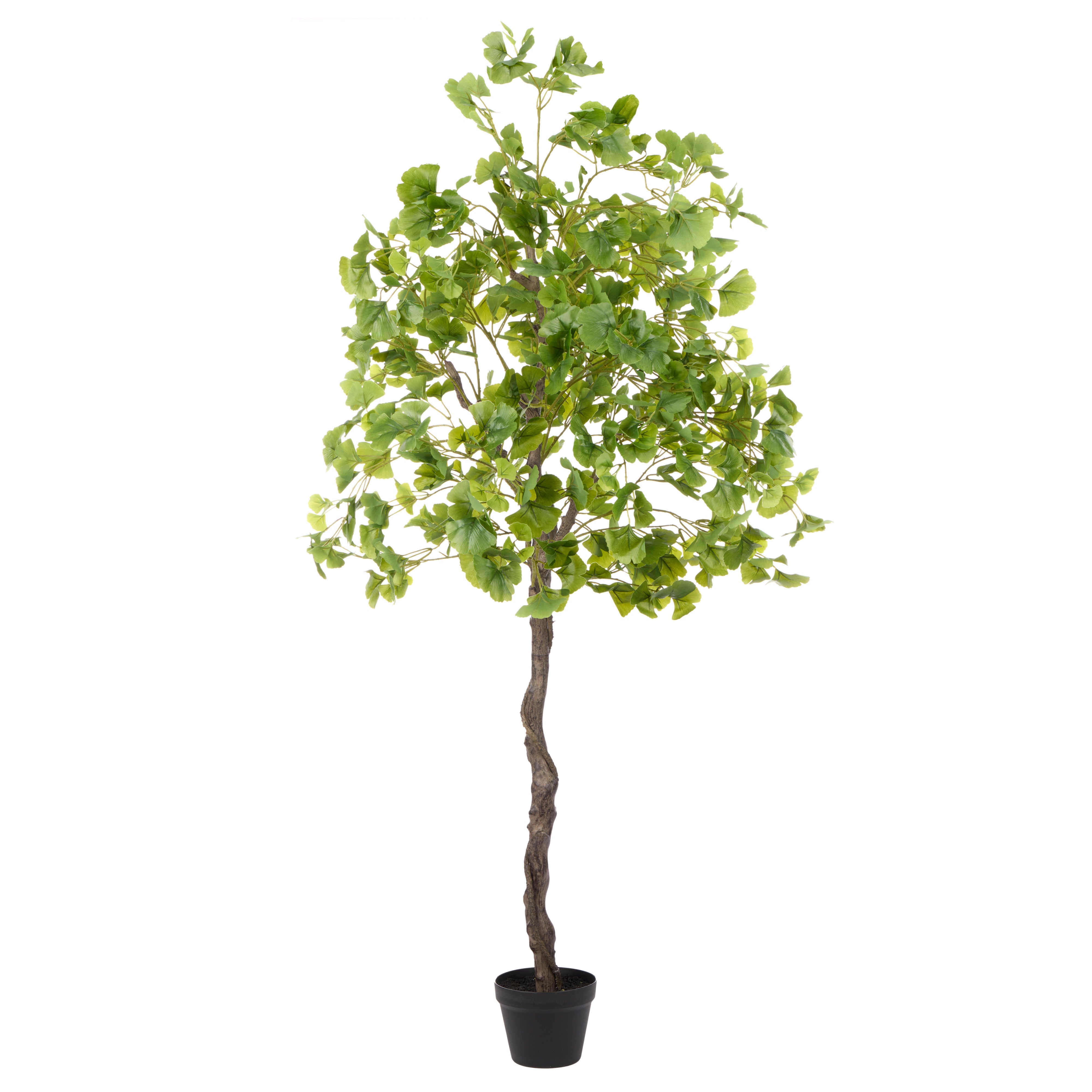 Rogue Ginkgo Tree 173cm