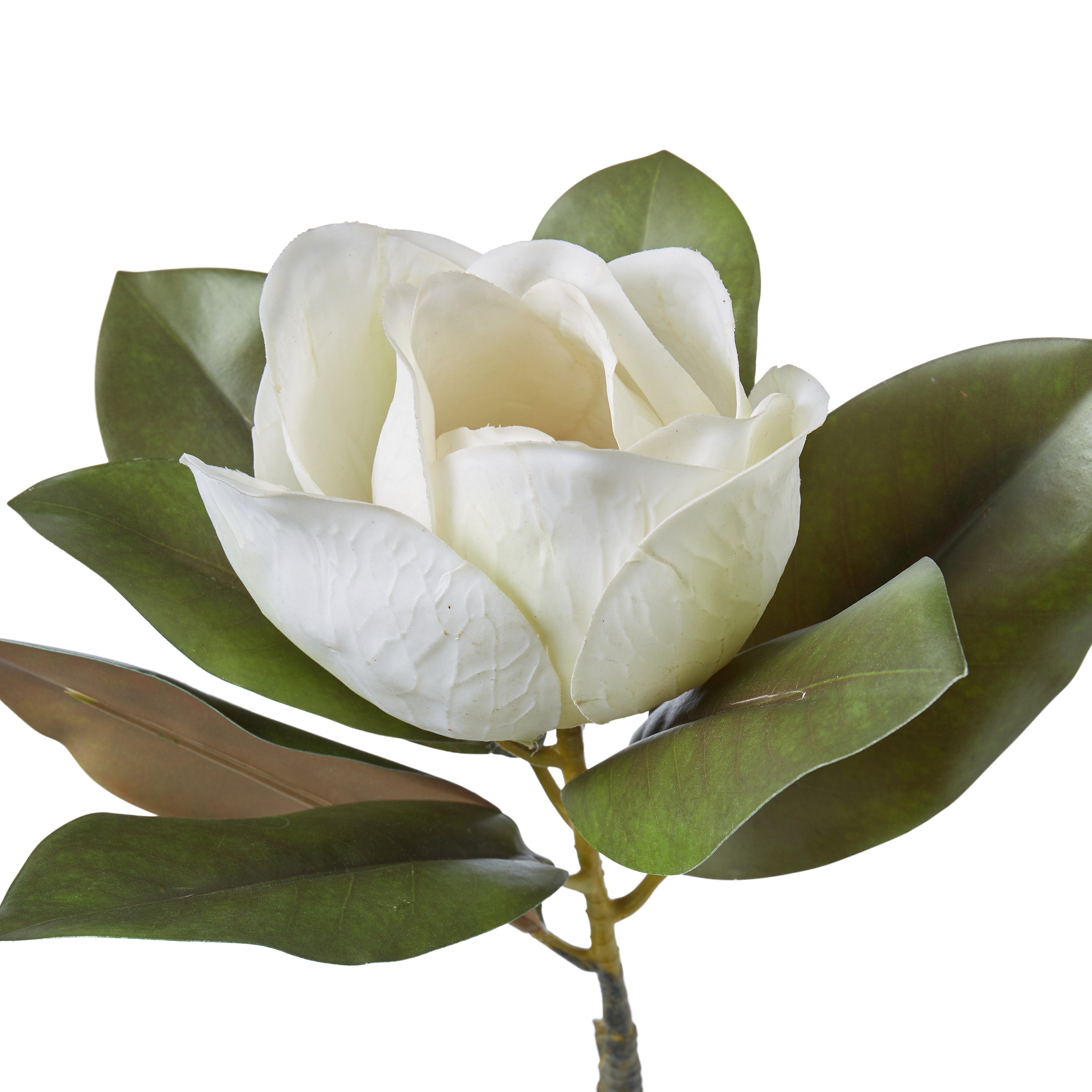 Rogue Magnolia Grandiflora 25x22x71cm