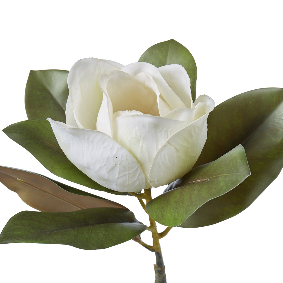 Rogue Magnolia Grandiflora 25x22x71cm