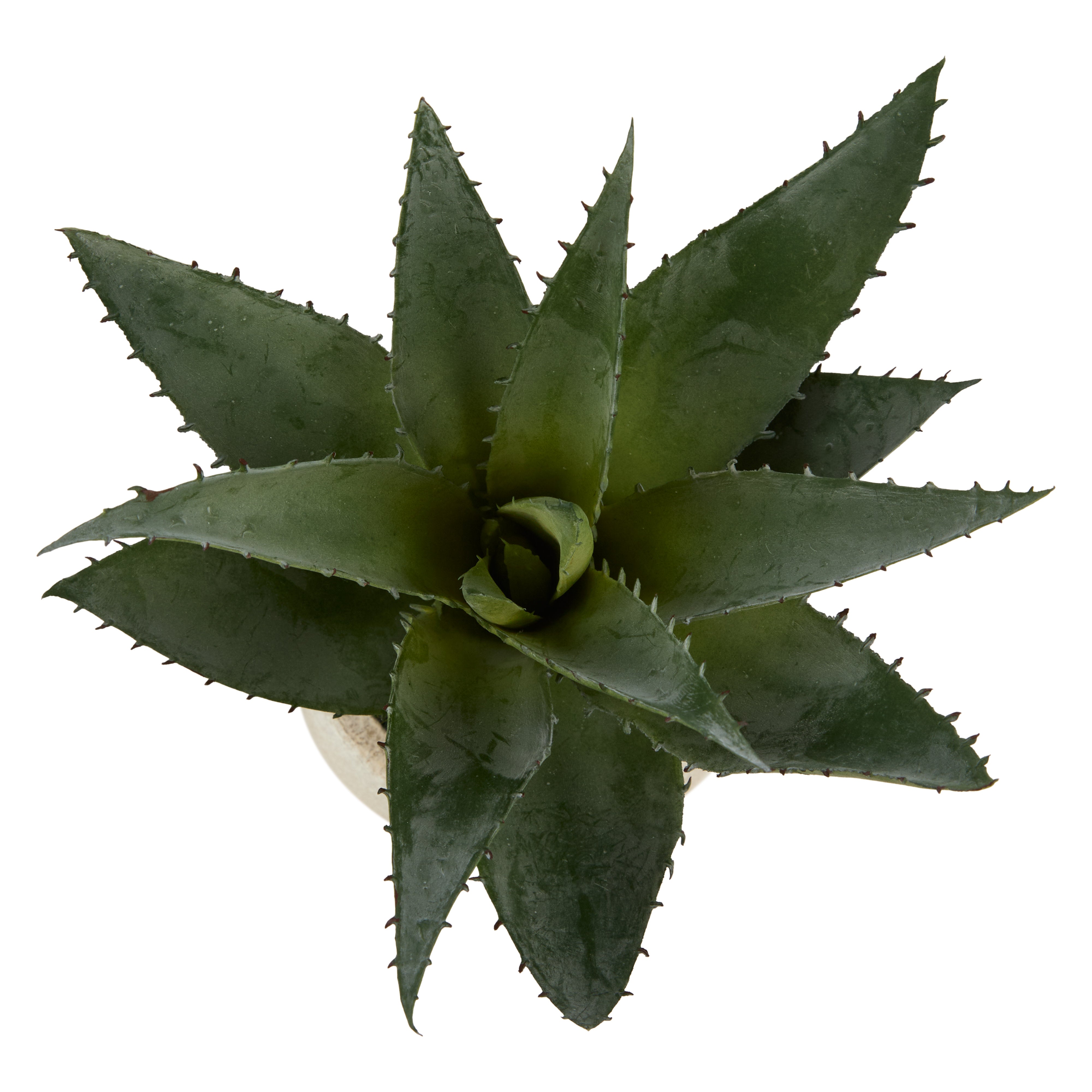 Rogue Aloe Pot