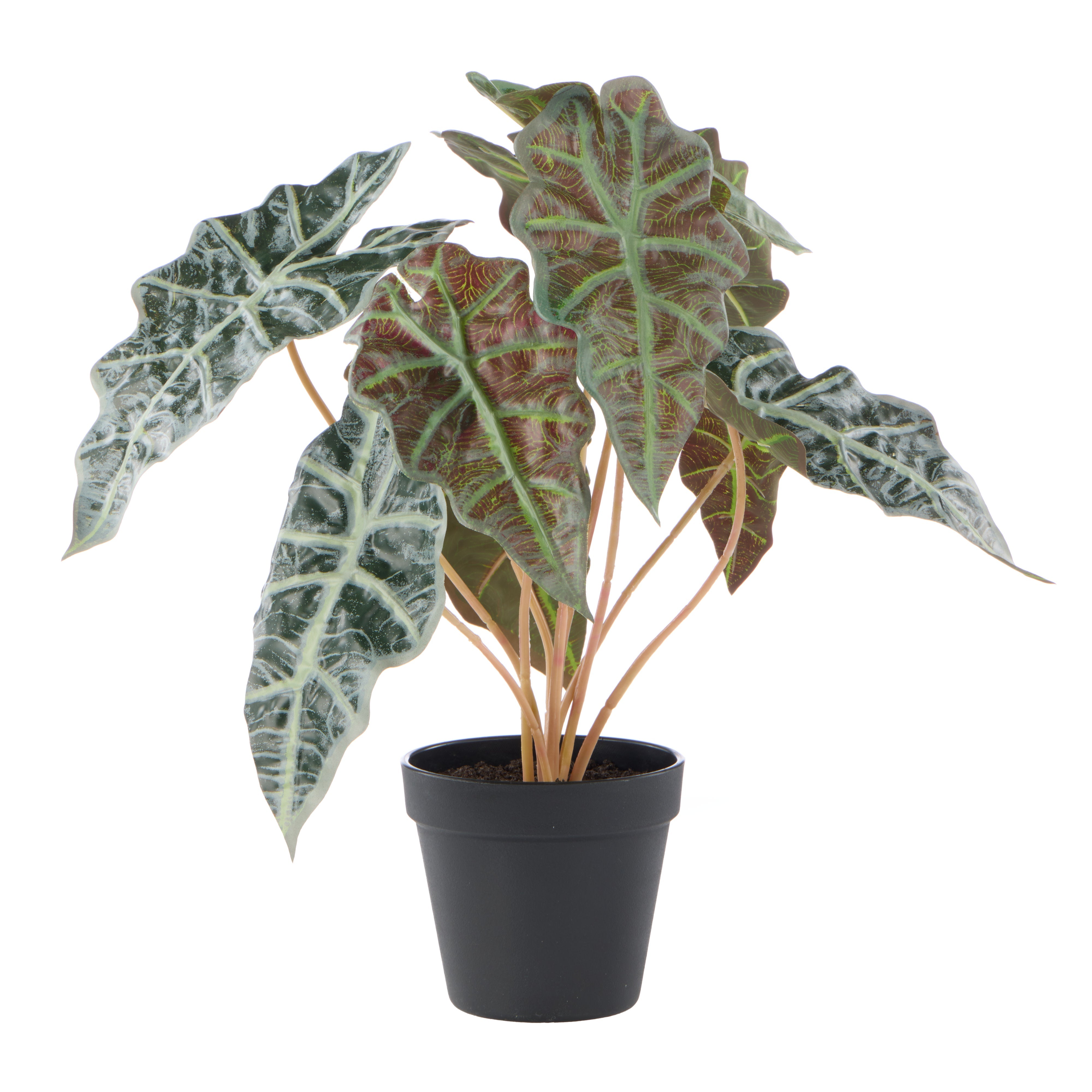Rogue Alocasia - Garden Pot