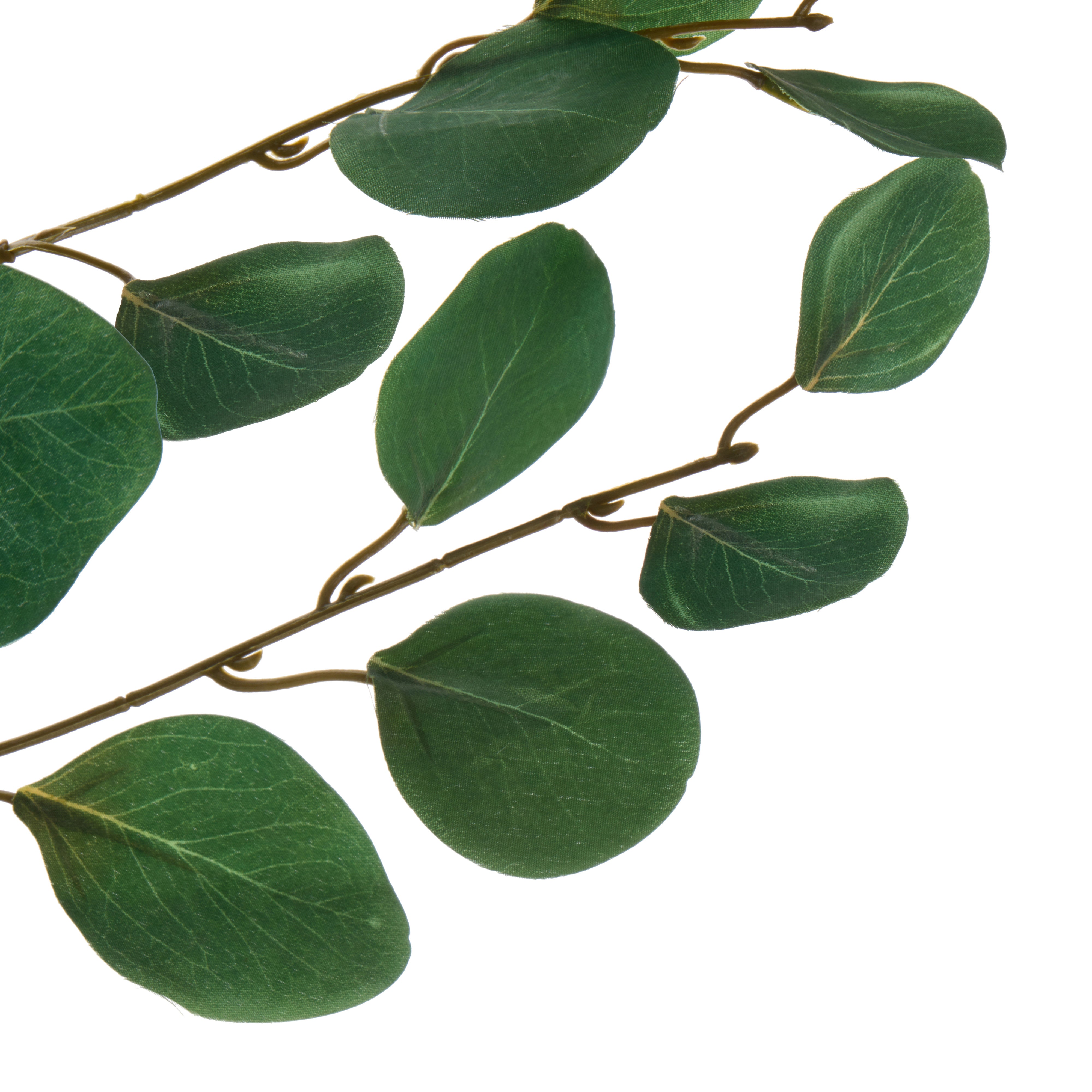 Rogue Round Eucalyptus Spray 8x10x90cm
