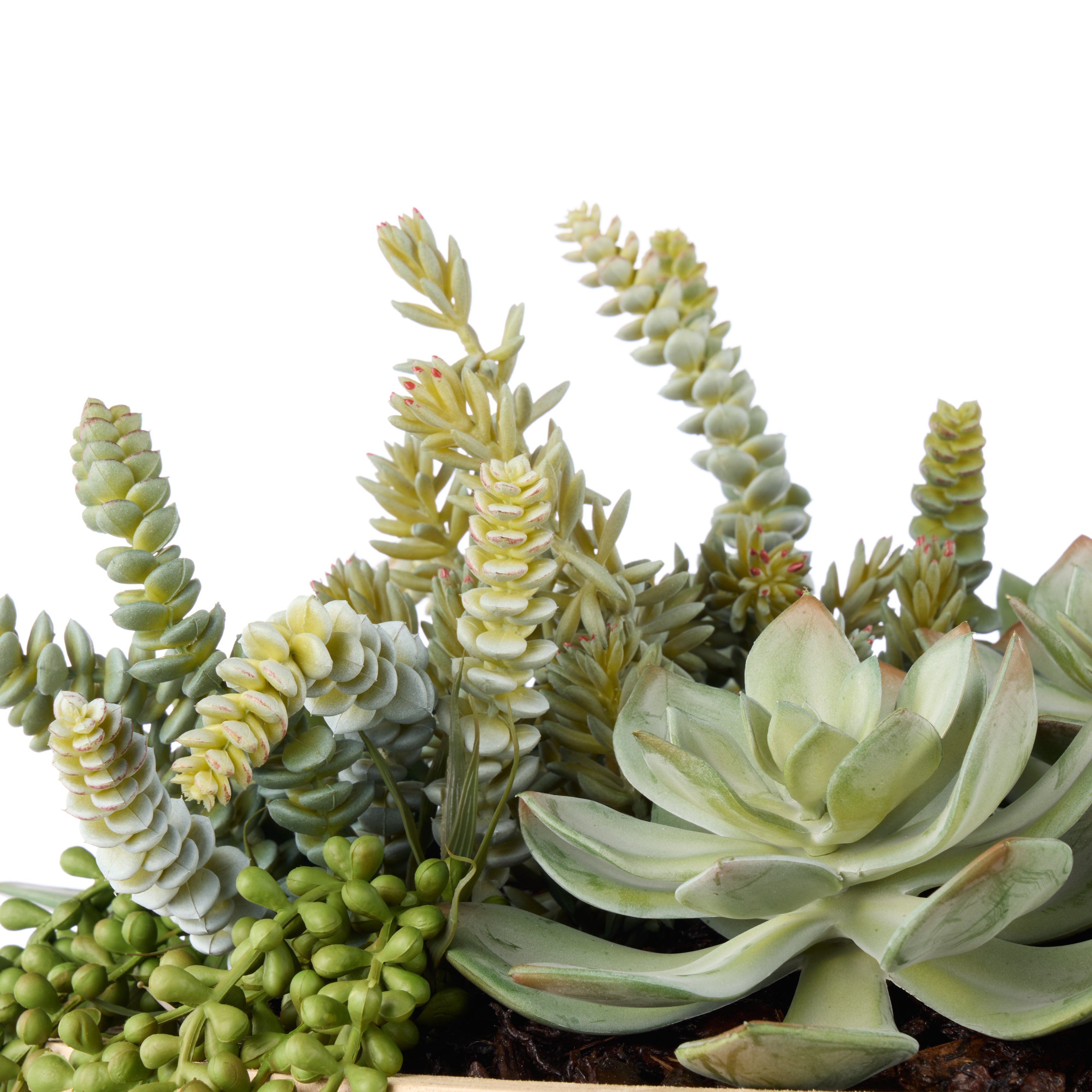 Rogue Succulent Garden - Dansk Bowl