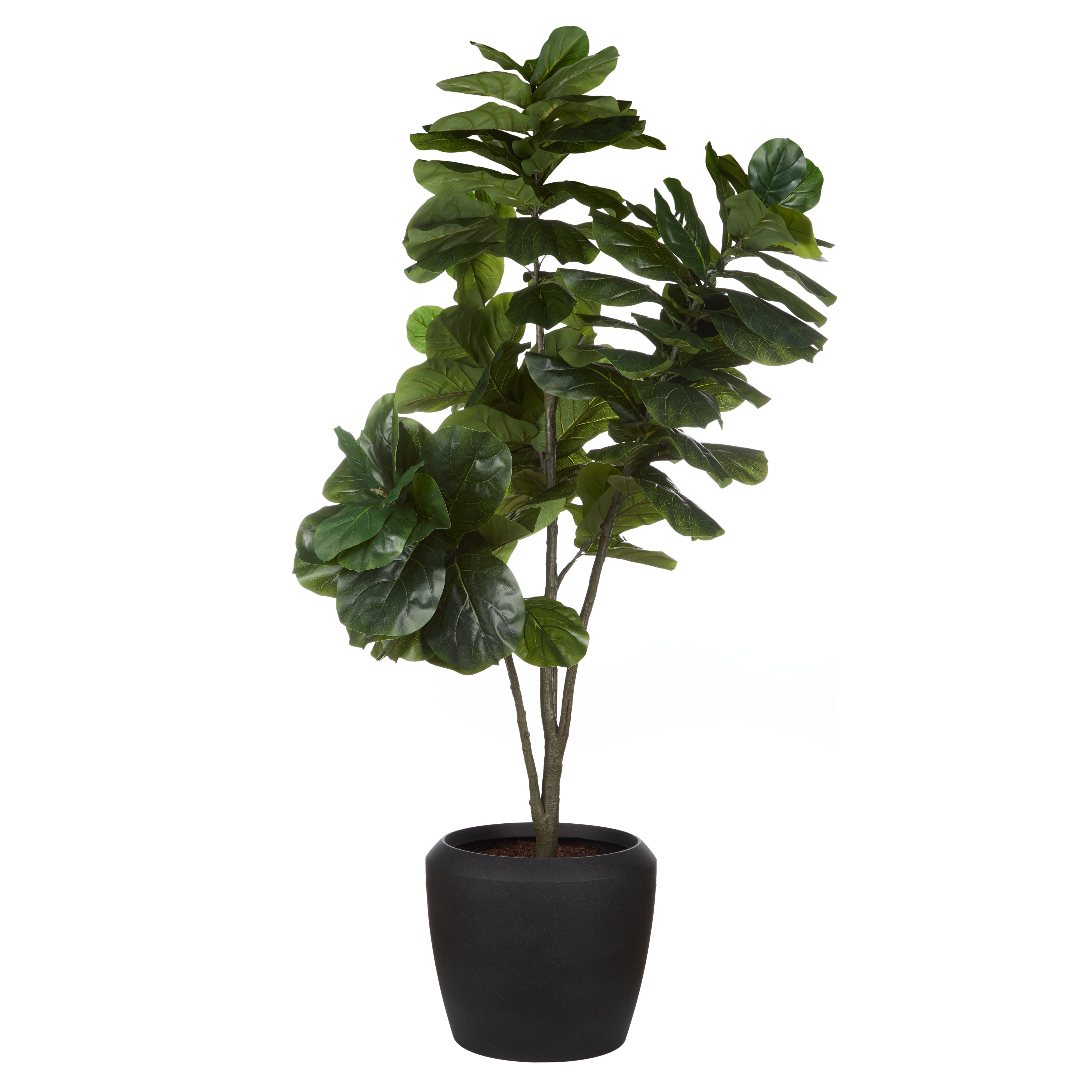 Rogue Giant Fiddle Plant - Vienna Planter 120 x 250cm