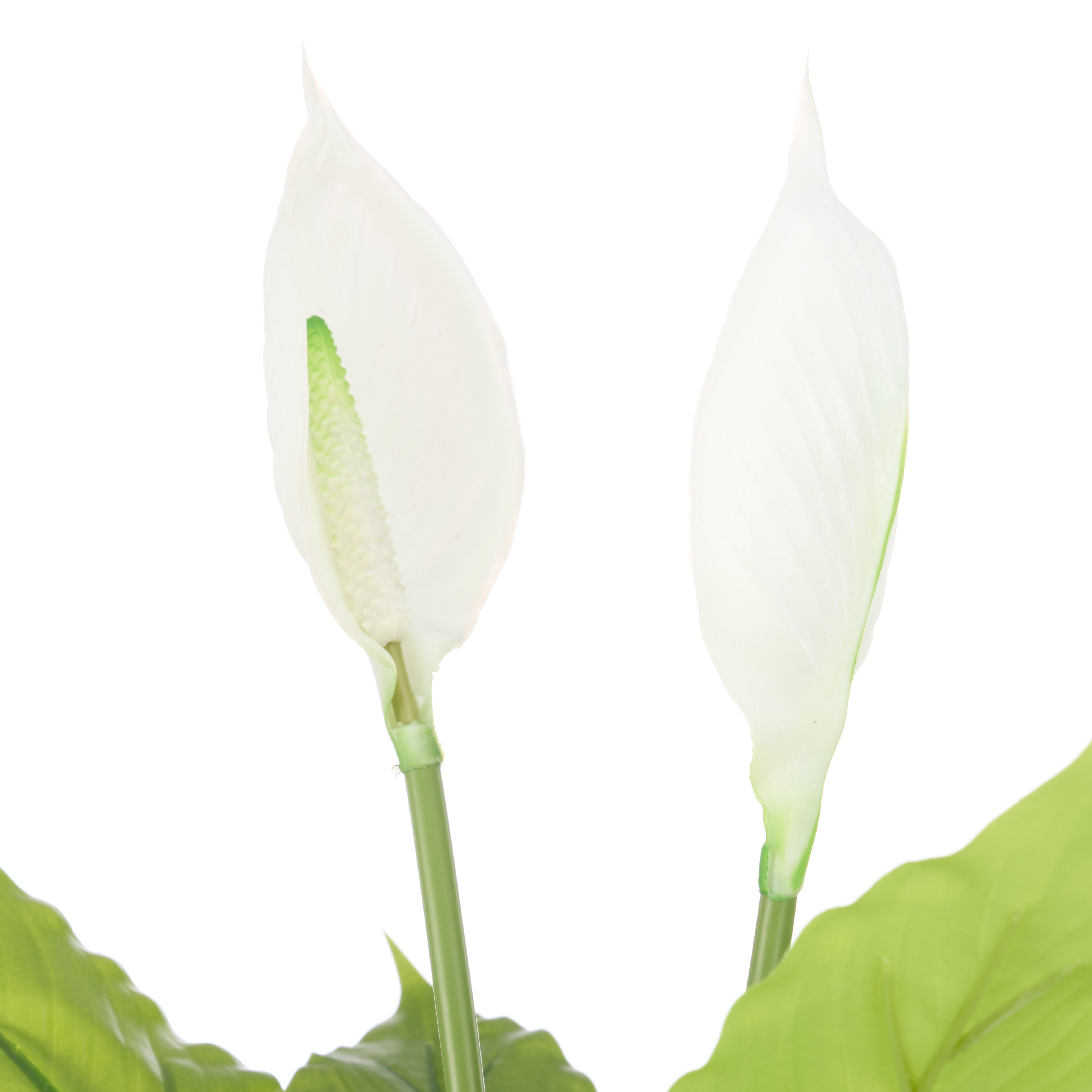 Rogue Peace Lily - Garden Pot 78cm