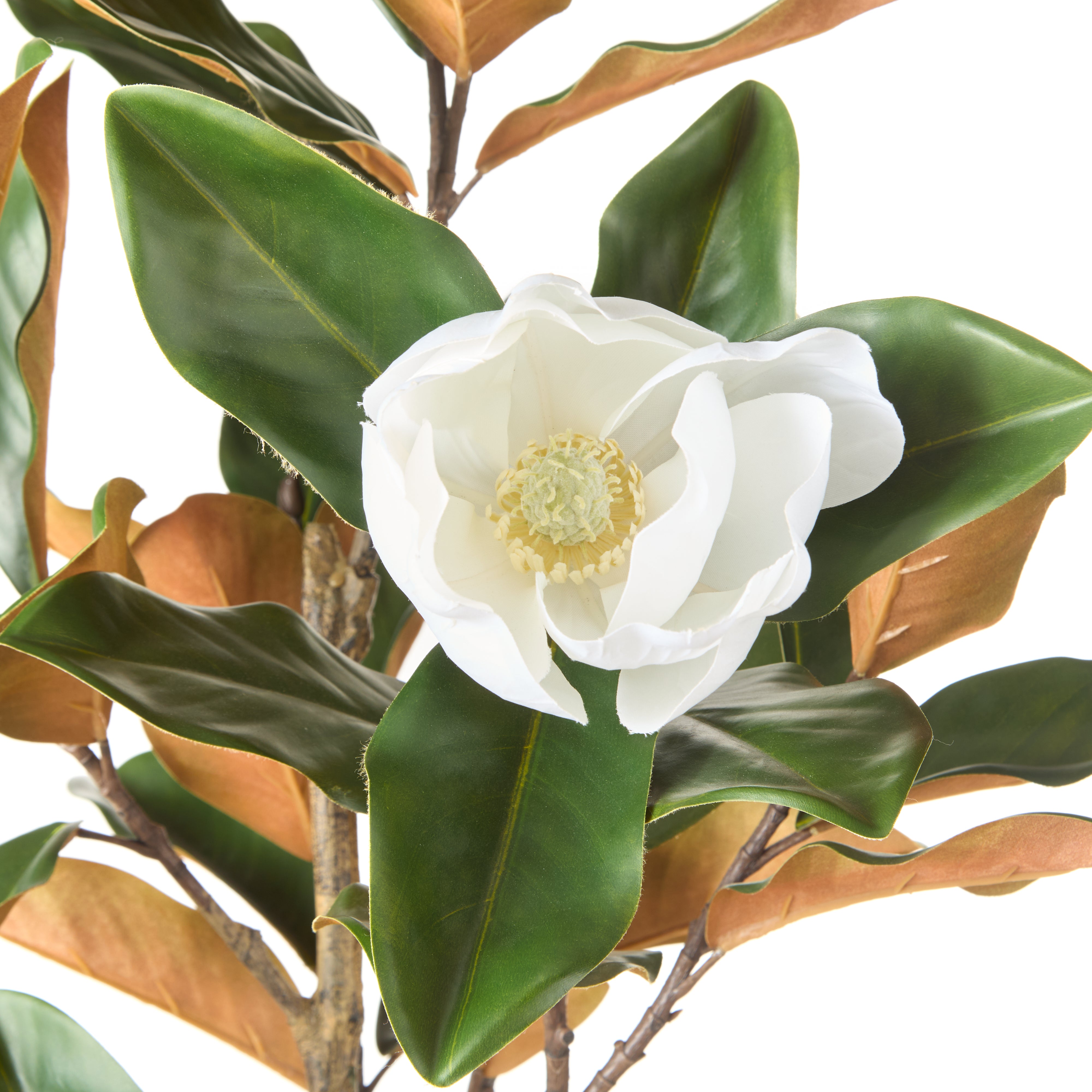Rogue Magnolia Tree 115cm