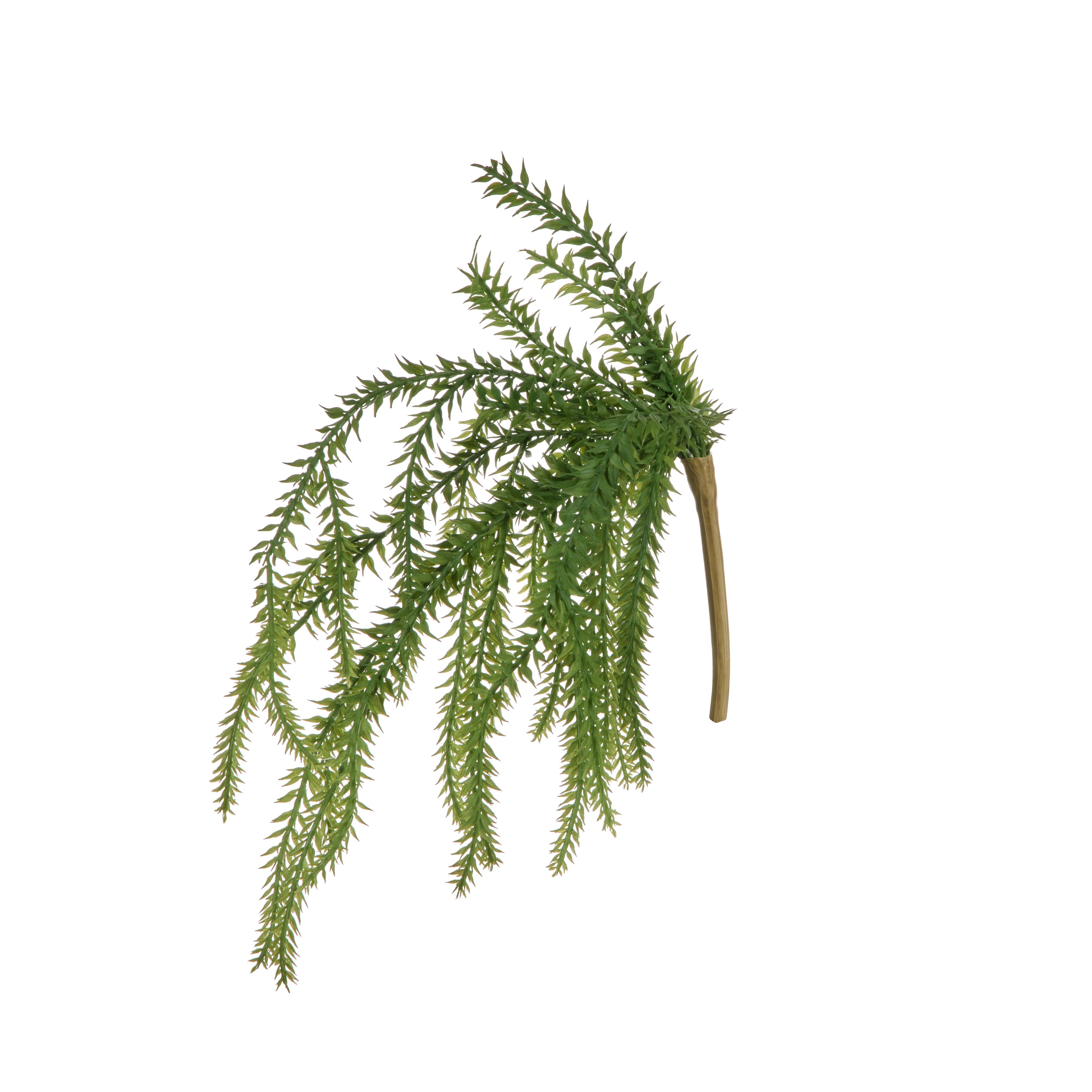 Rogue Tassel Fern