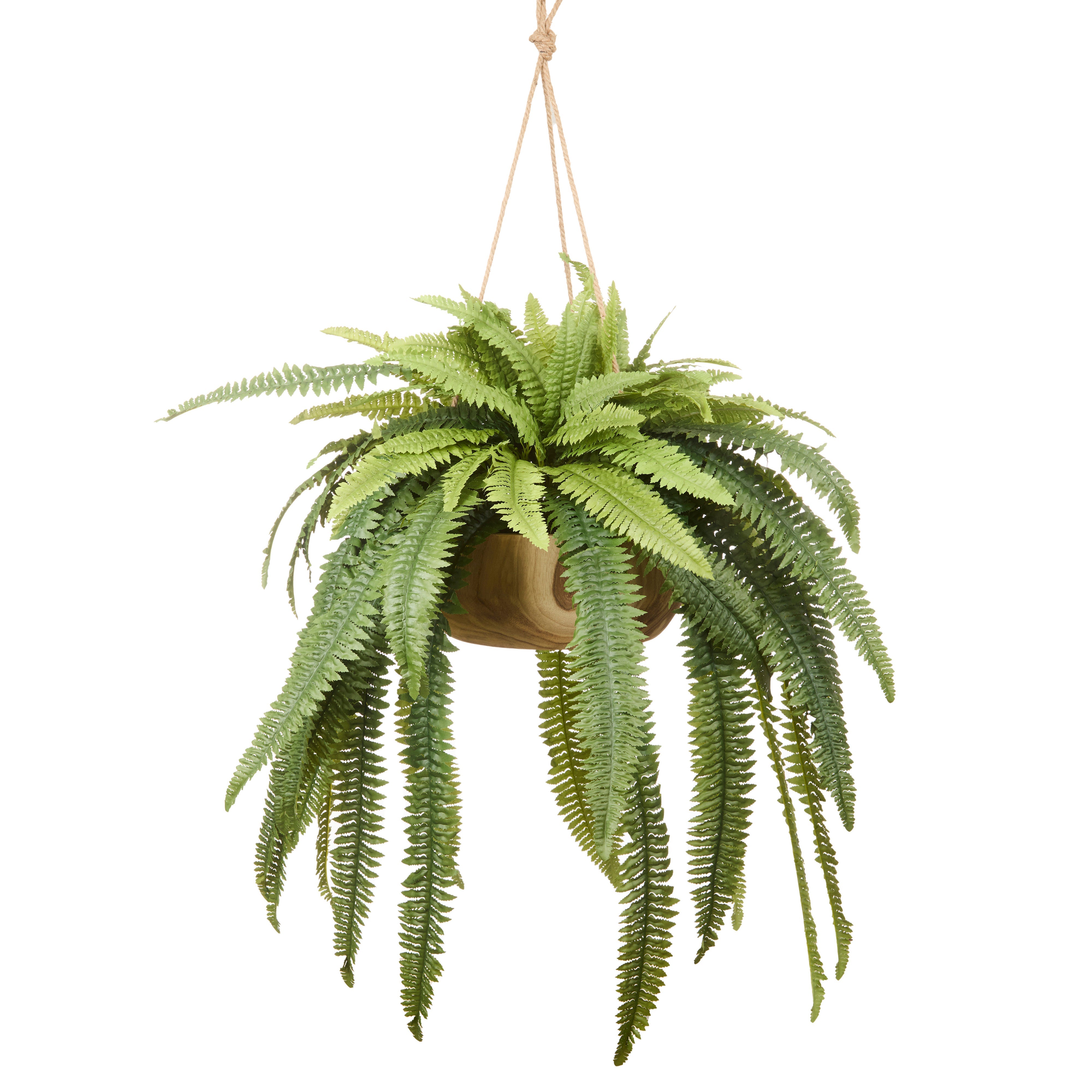 Rogue Boston Fern - Dansk Pot Hanging