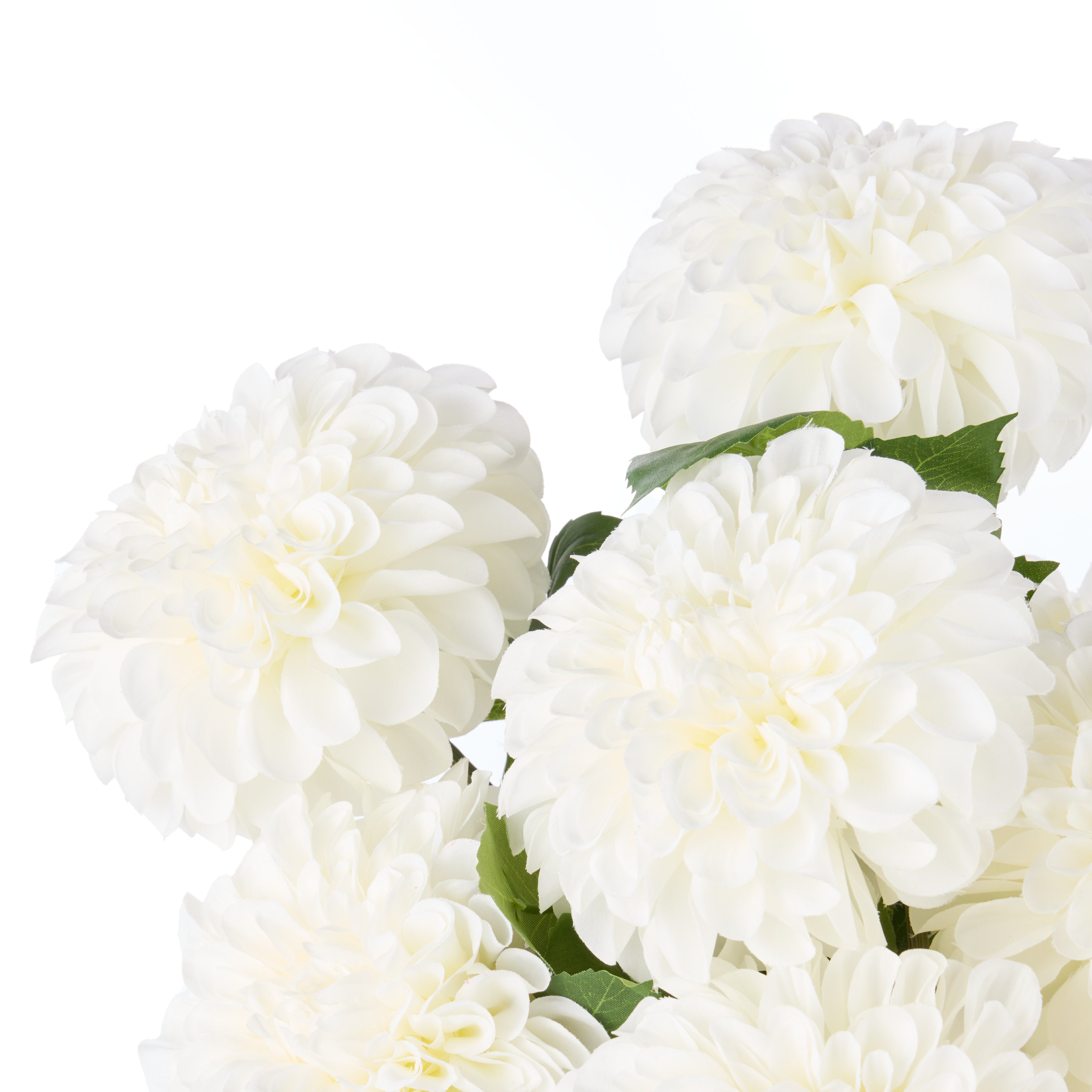 Rogue Chrysanthemum - Gianna Pot White
