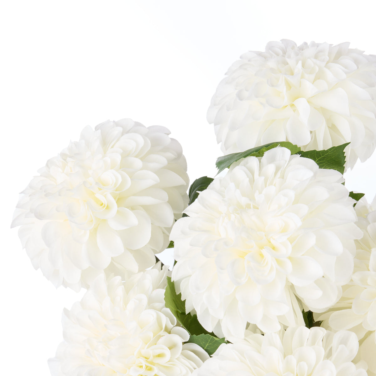 Rogue Chrysanthemum - Gianna Pot White