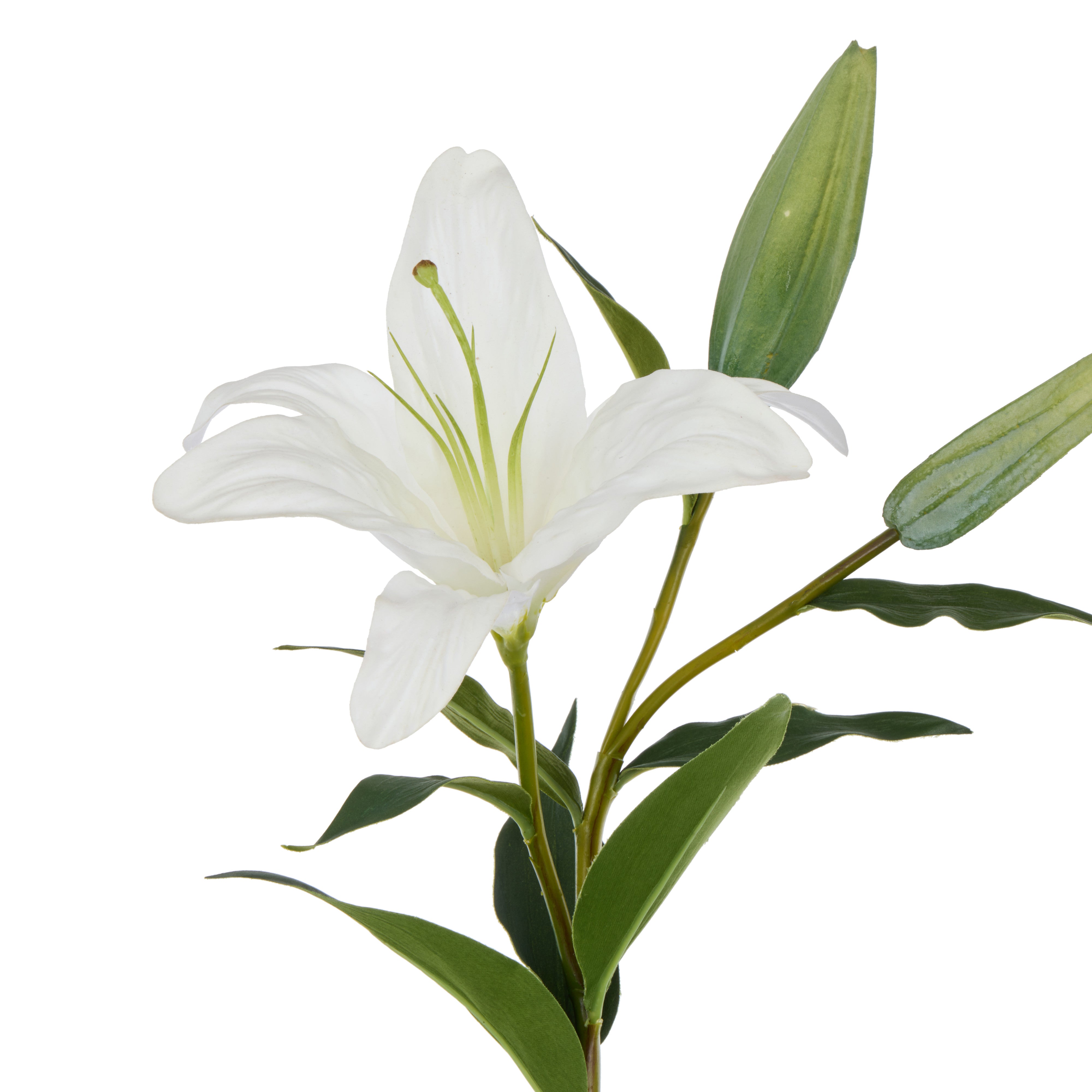 Rogue Casablanca Lily White