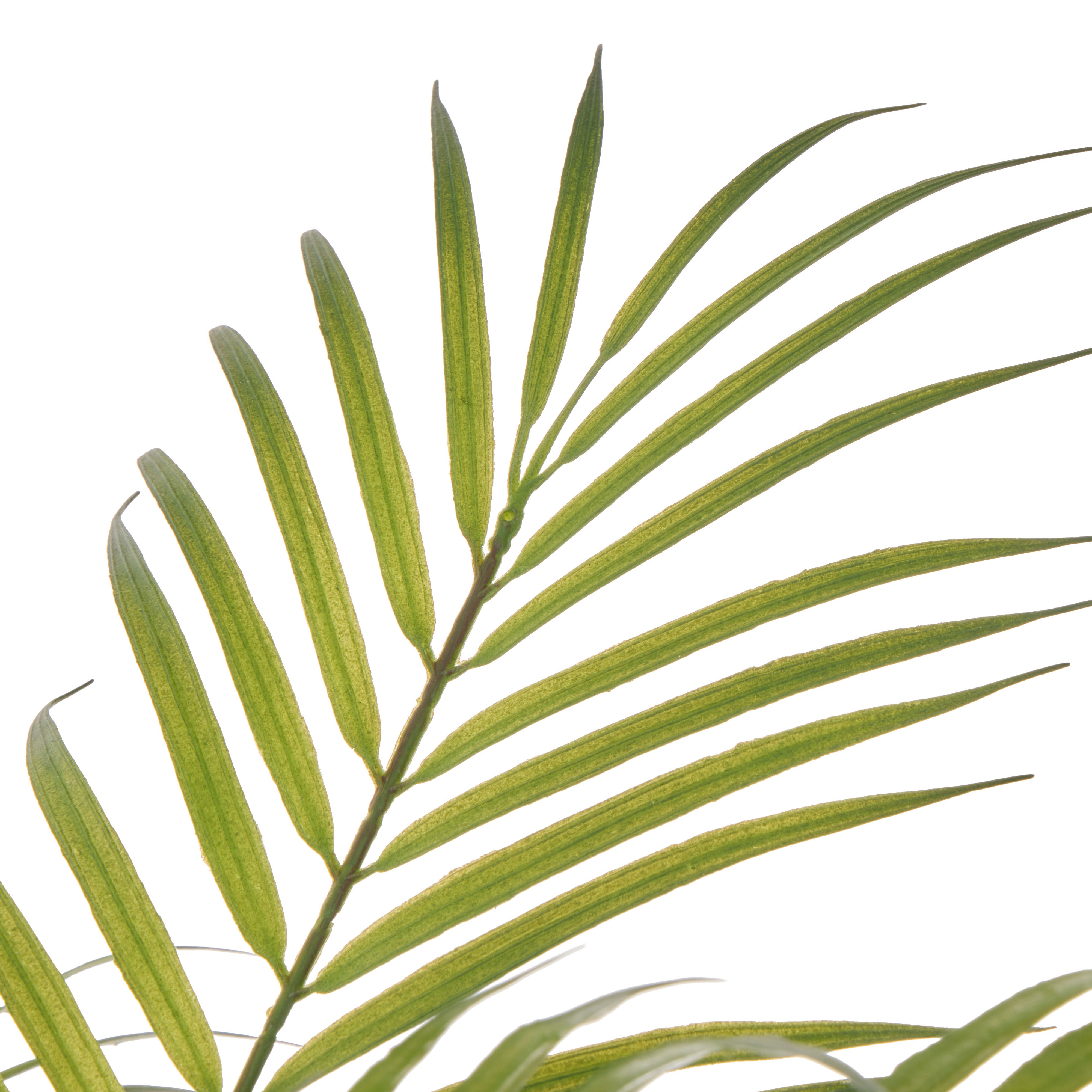 Rogue Palm Tree - Antibes