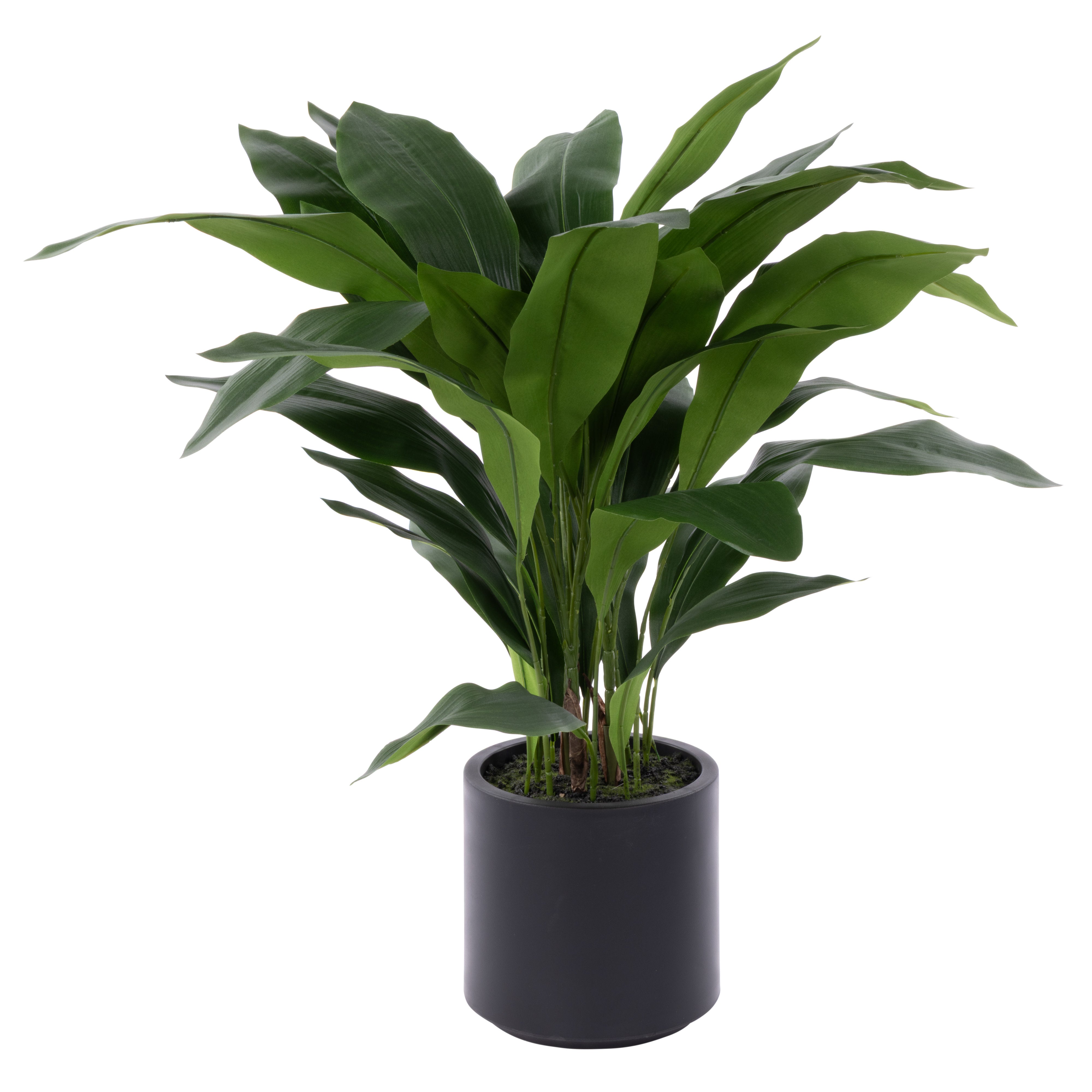 Rogue Cast Iron Plant UV Potted Small