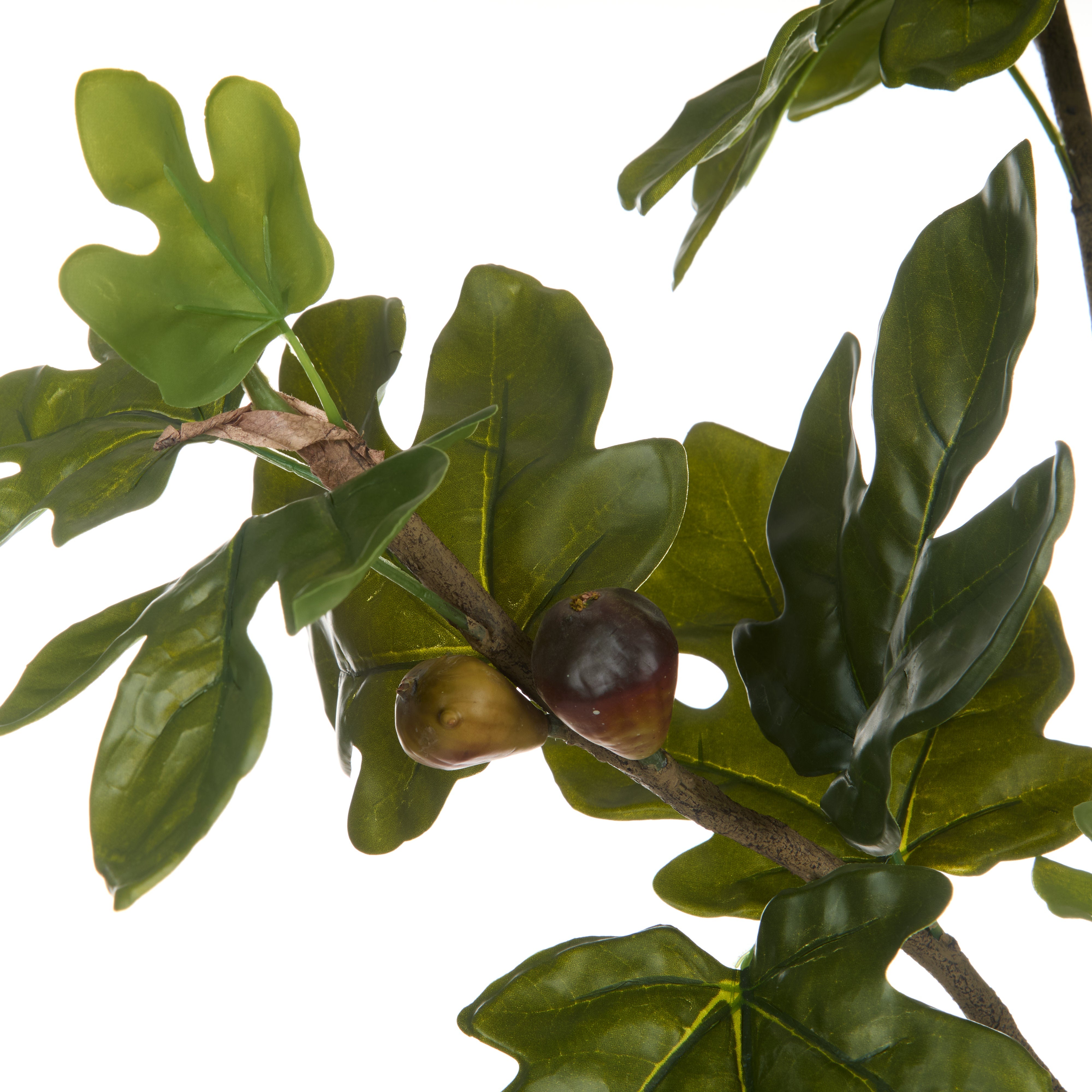 Rogue Fig Spray