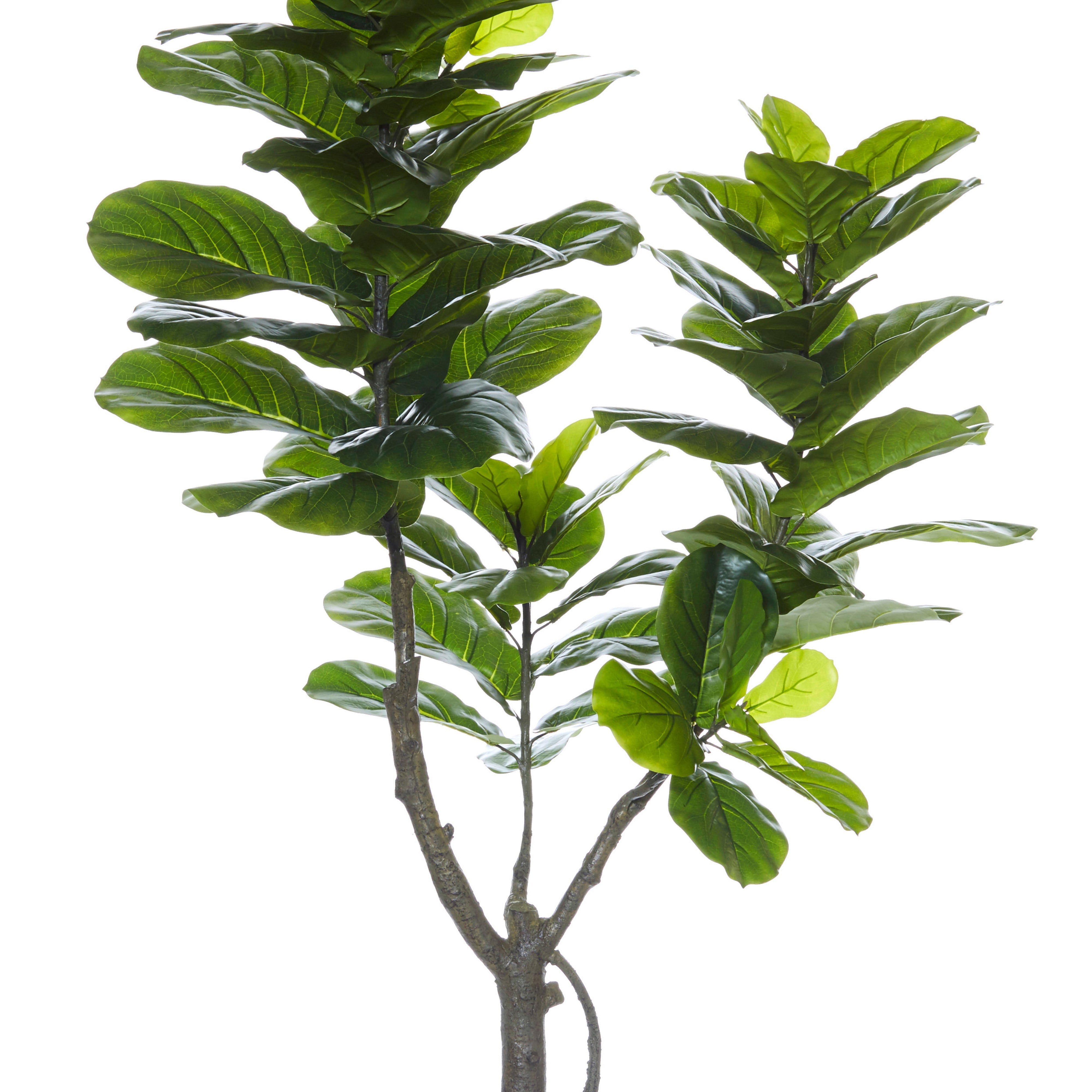 Rogue Giant Fiddle Tree 180cm
