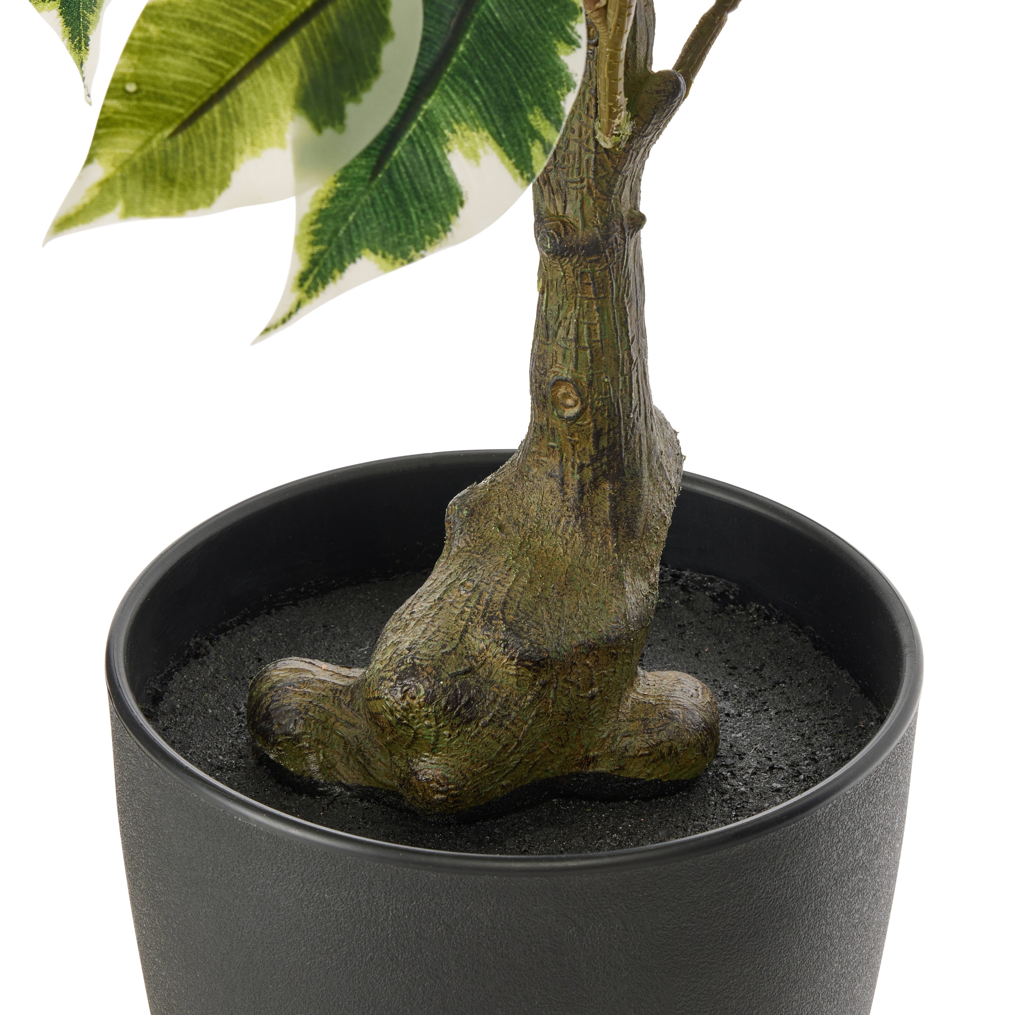 Rogue Ficus Tree Pot Variegated 70cm