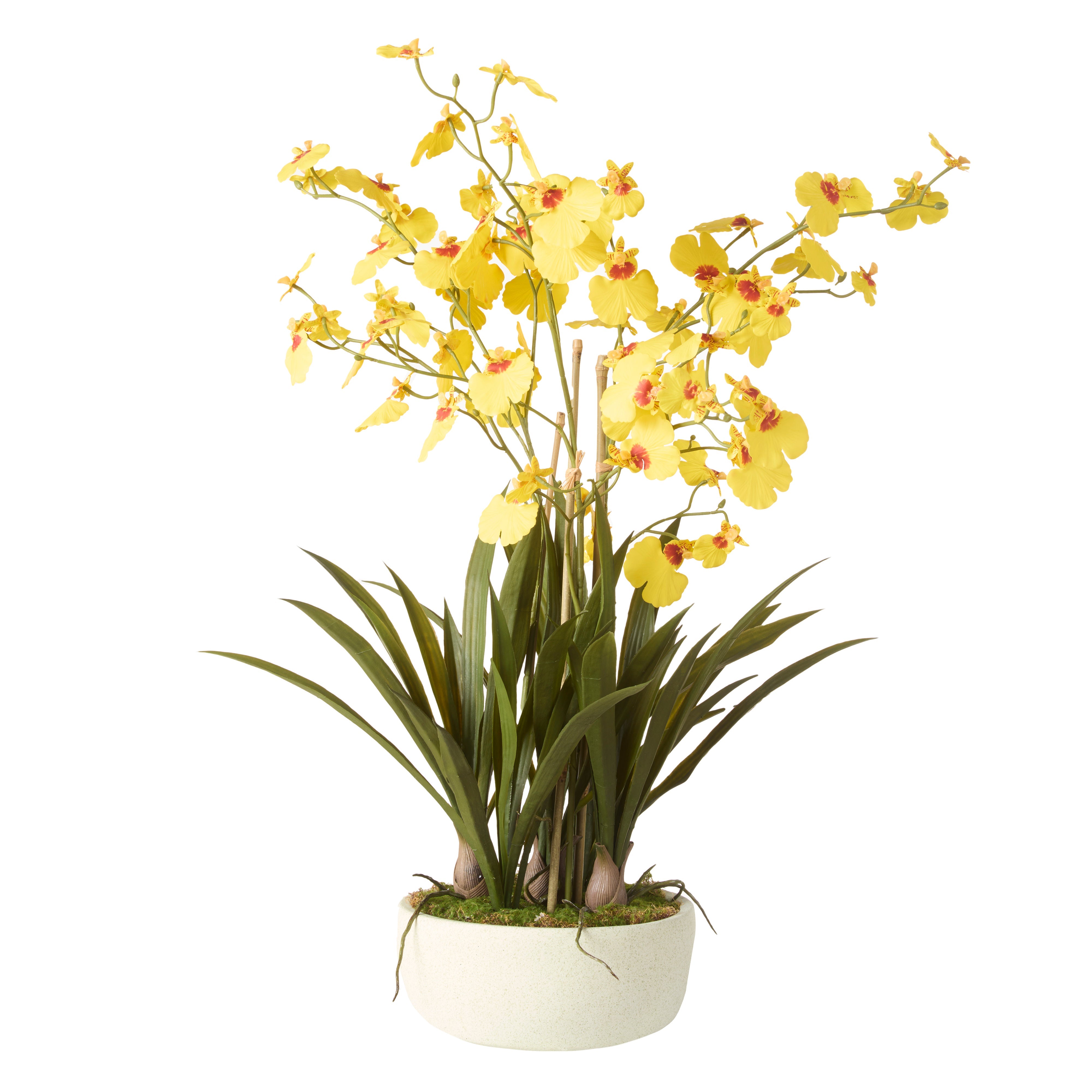 Rogue Dancing Orchid Pot 66cm
