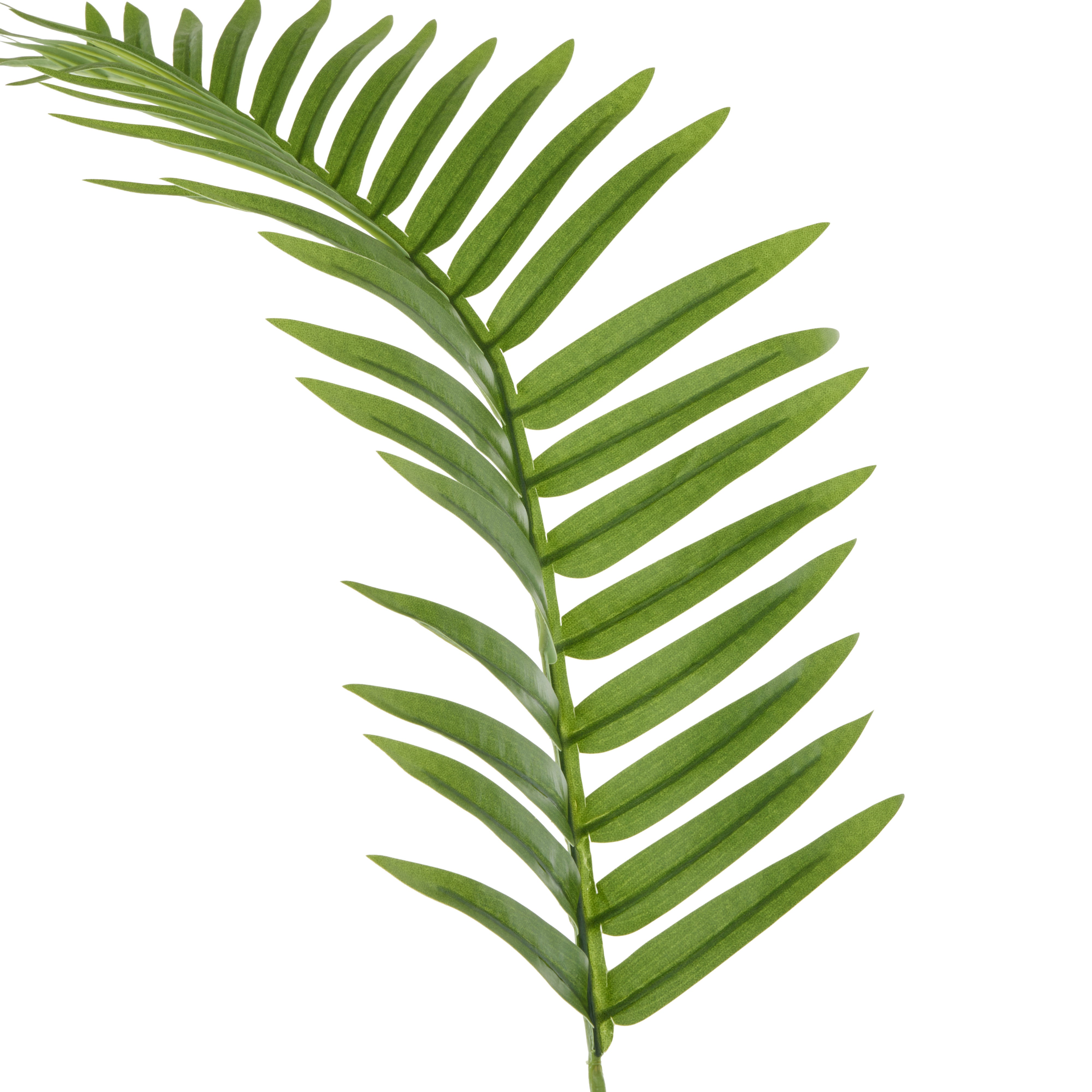 Rogue Fan Palm Leaf