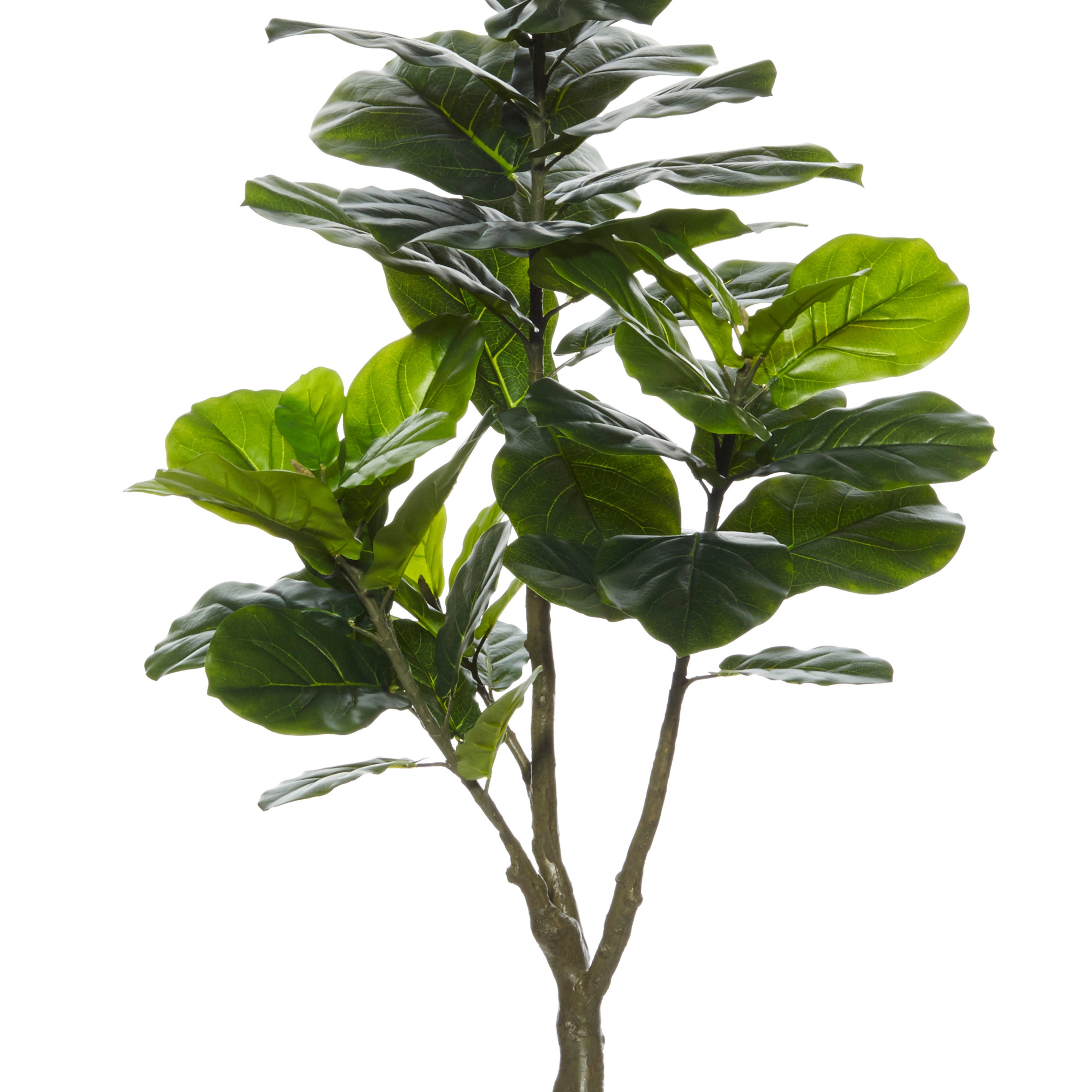 Rogue Giant Fiddle Tree 120cm