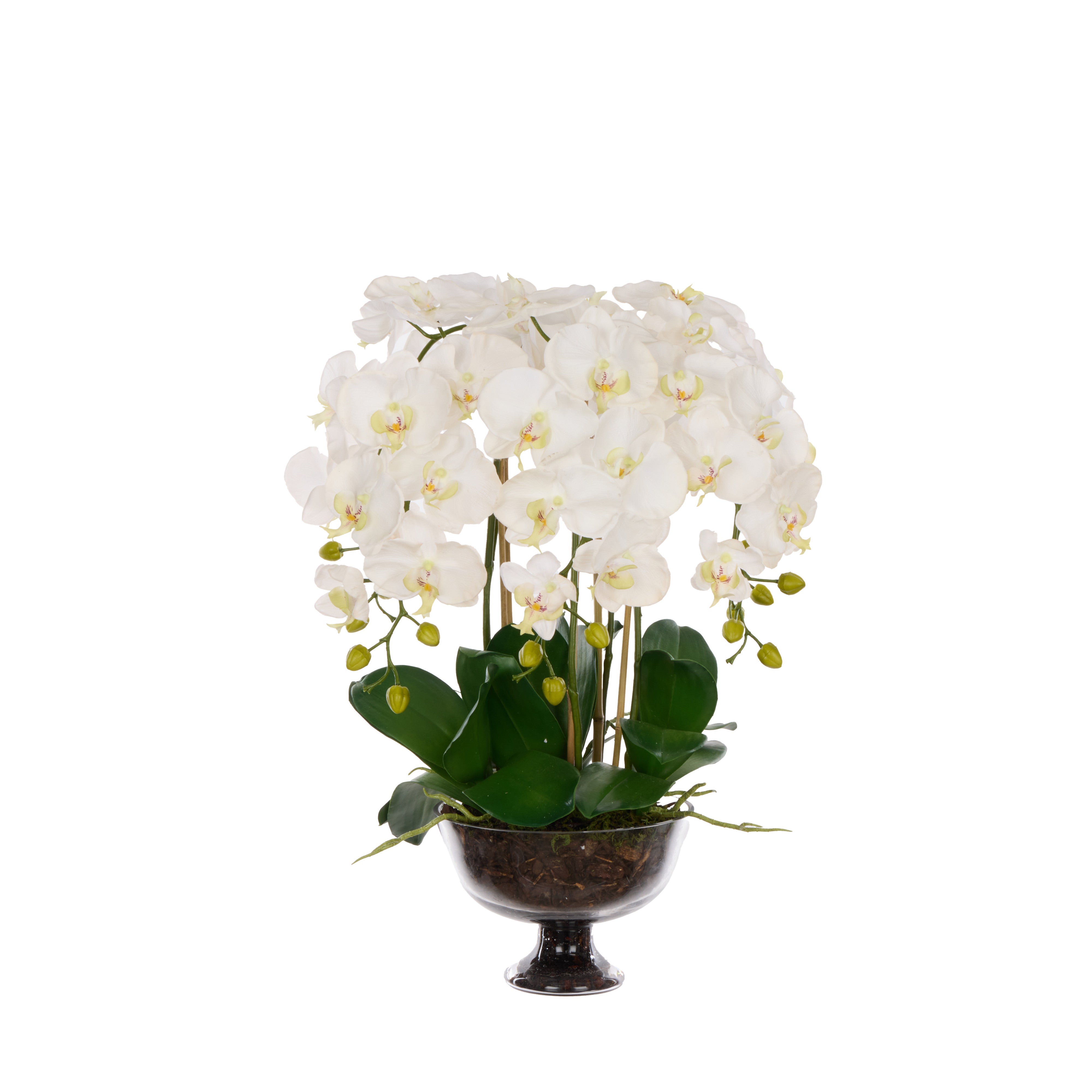 Rogue Phalaenopsis Full - Dahlia Bowl White & Glass 69cm