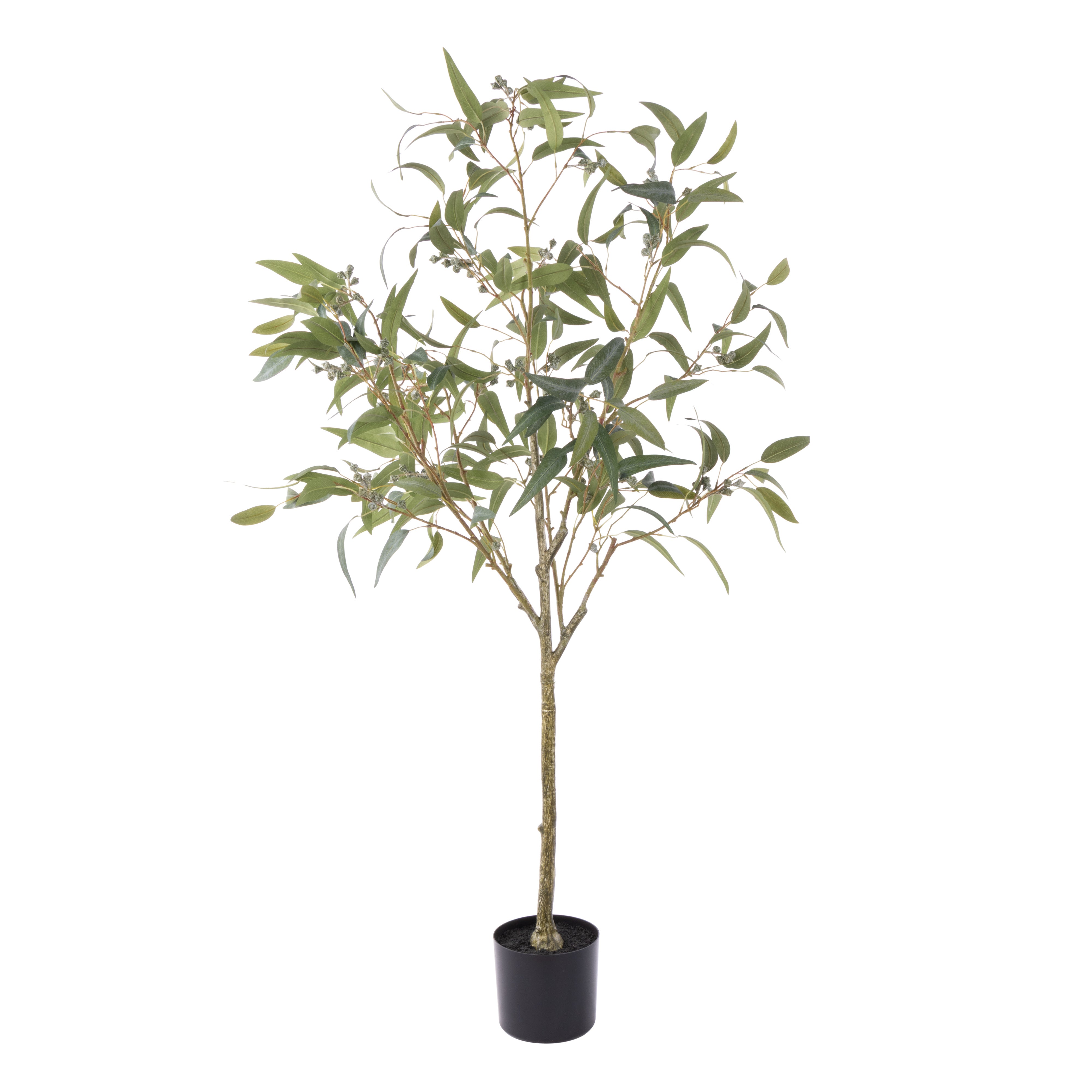 Rogue Eucalyptus Gumnut Tree - Garden Pot 170cm