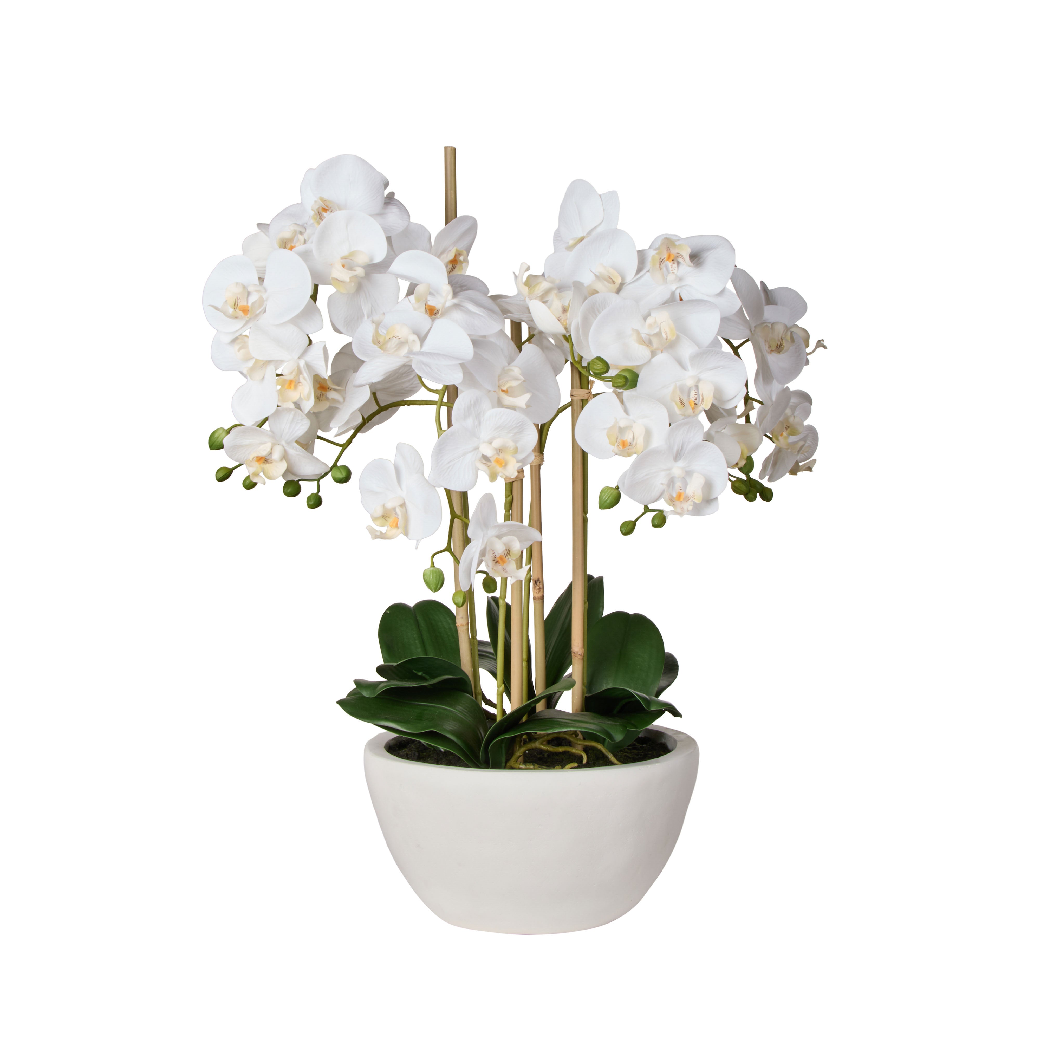 Rogue Phalaenopsis Orchid Pot White 71cm