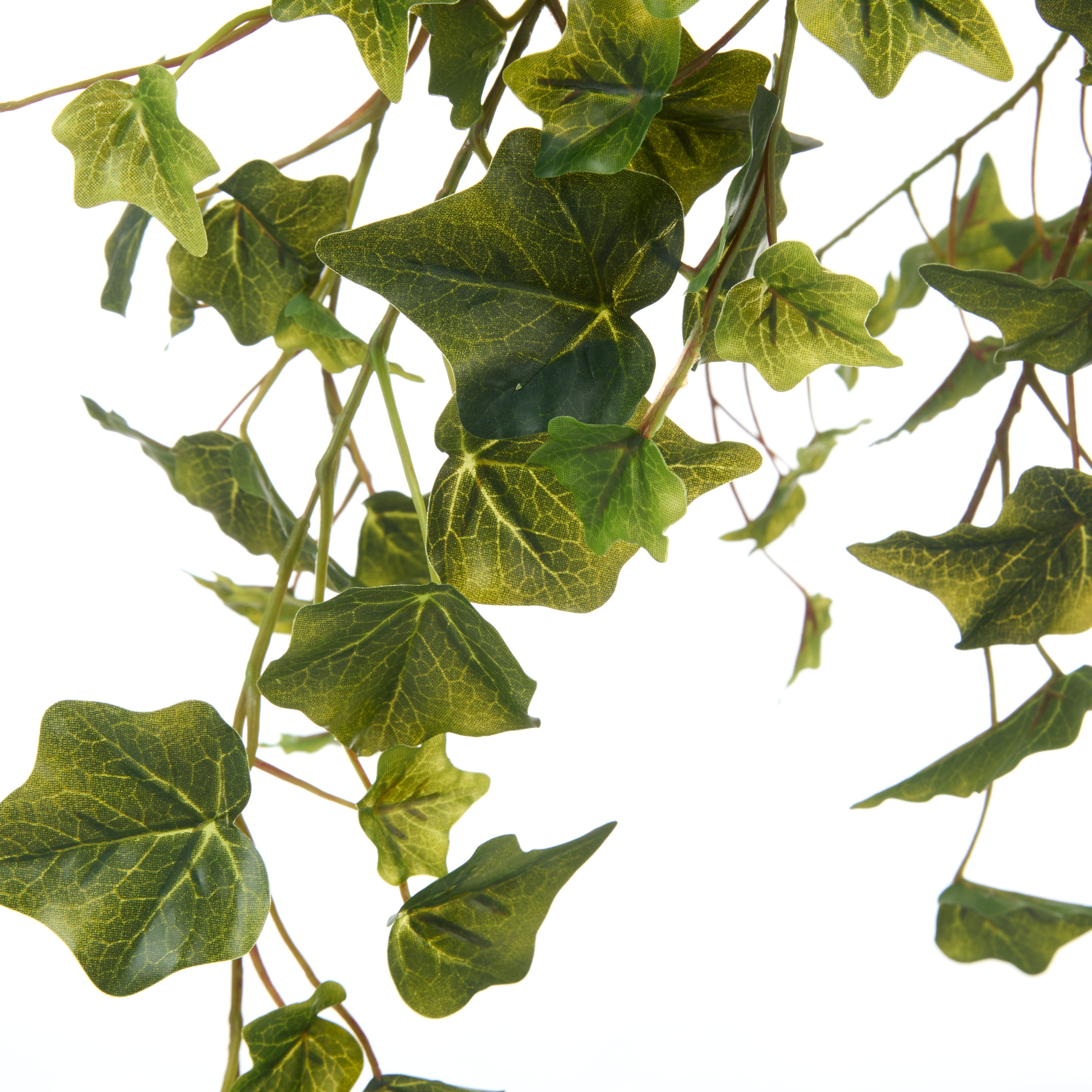 Rogue Ivy Hanging Bush