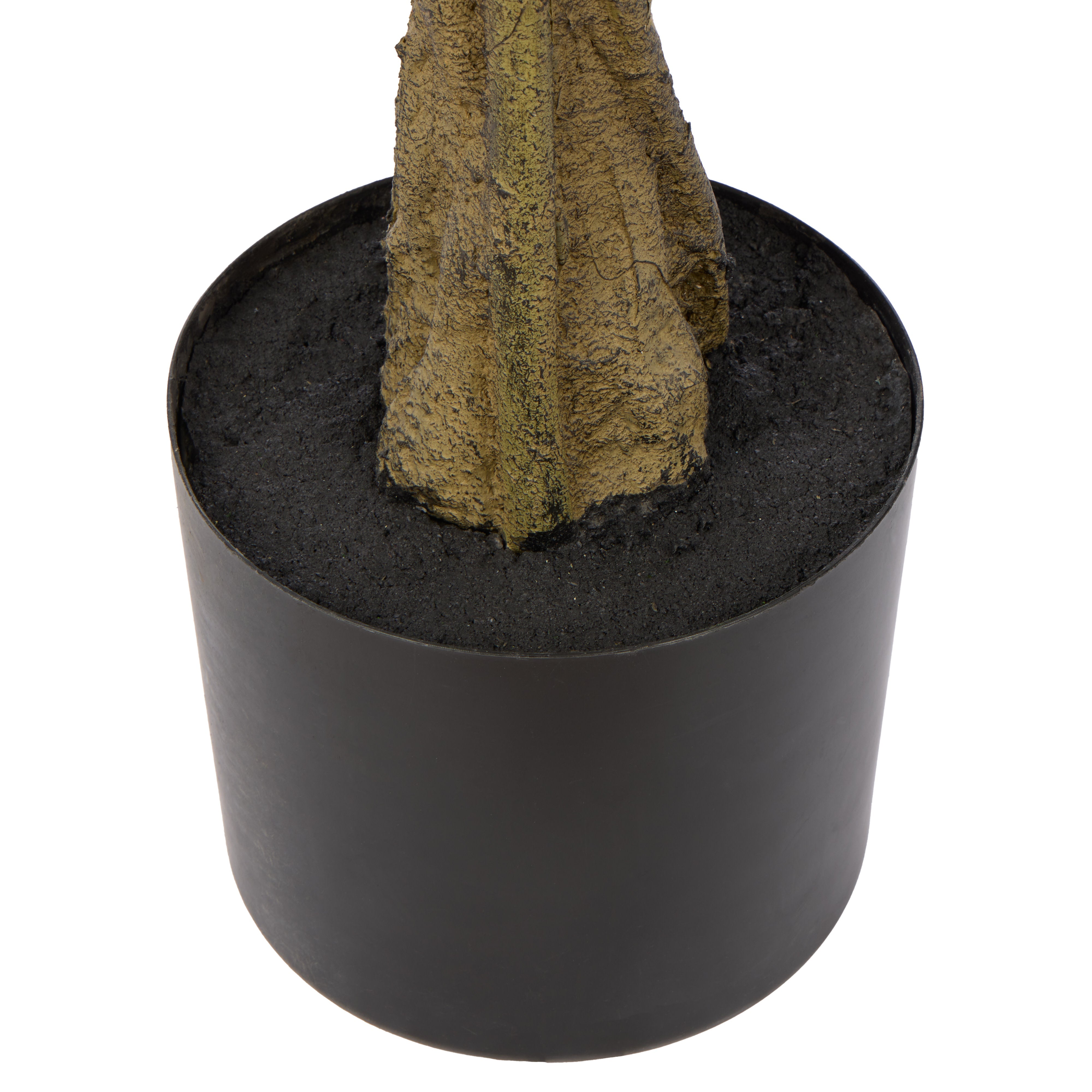 Rogue Maple Tree - Garden Pot 210cm