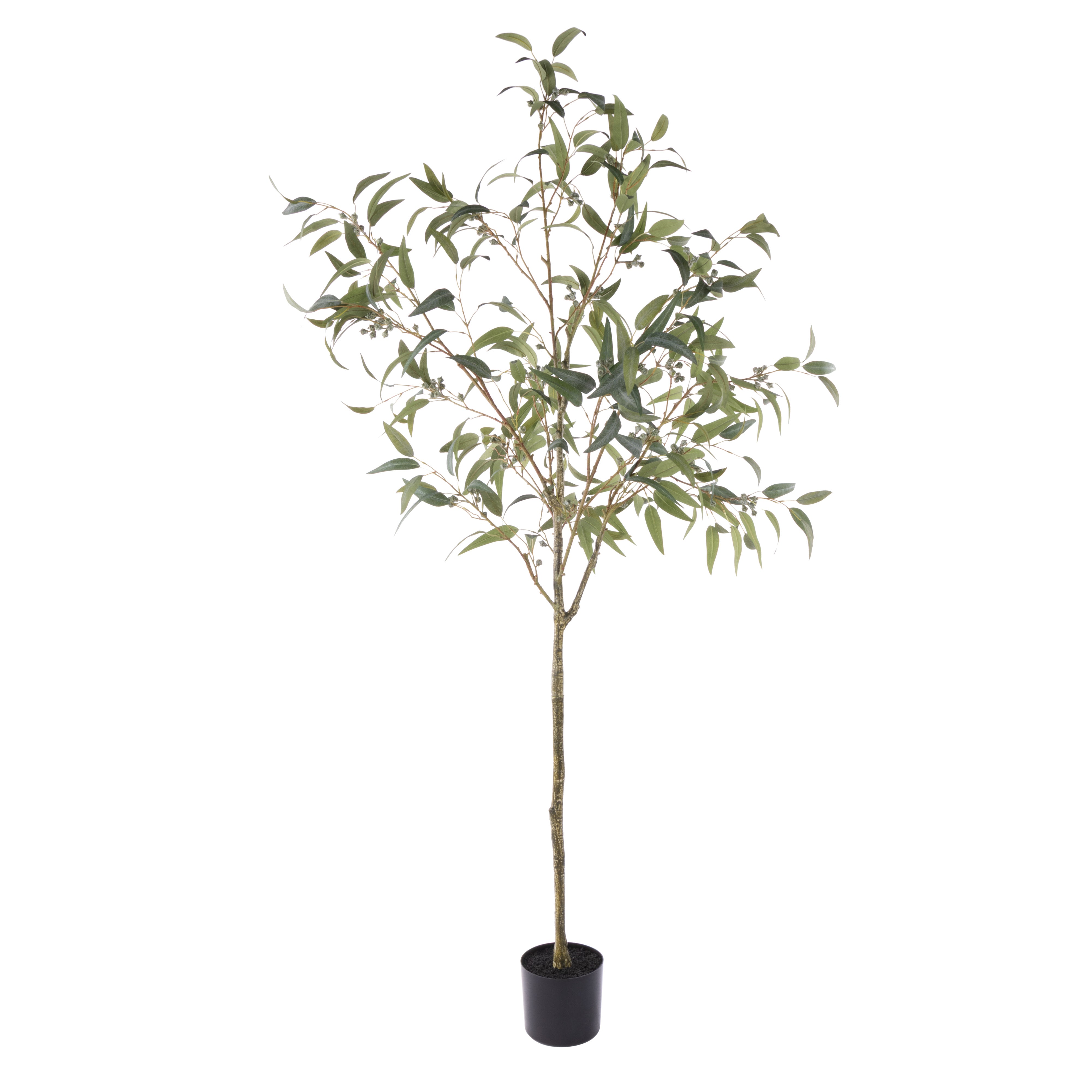 Rogue Eucalyptus Gumnut Tree - Garden Pot 200cm