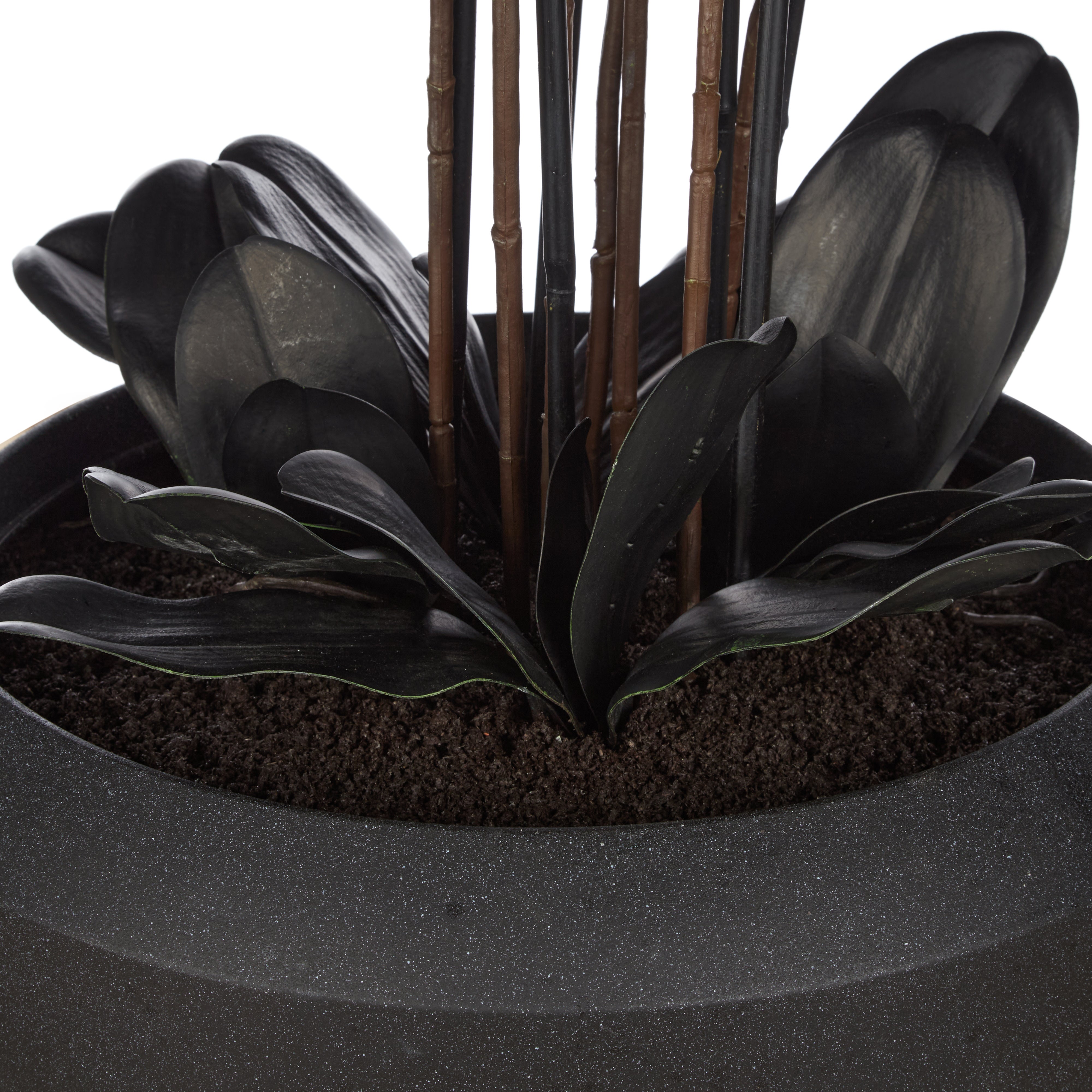 Rogue Phalaenopsis Orchid - Vienna Tall Planter