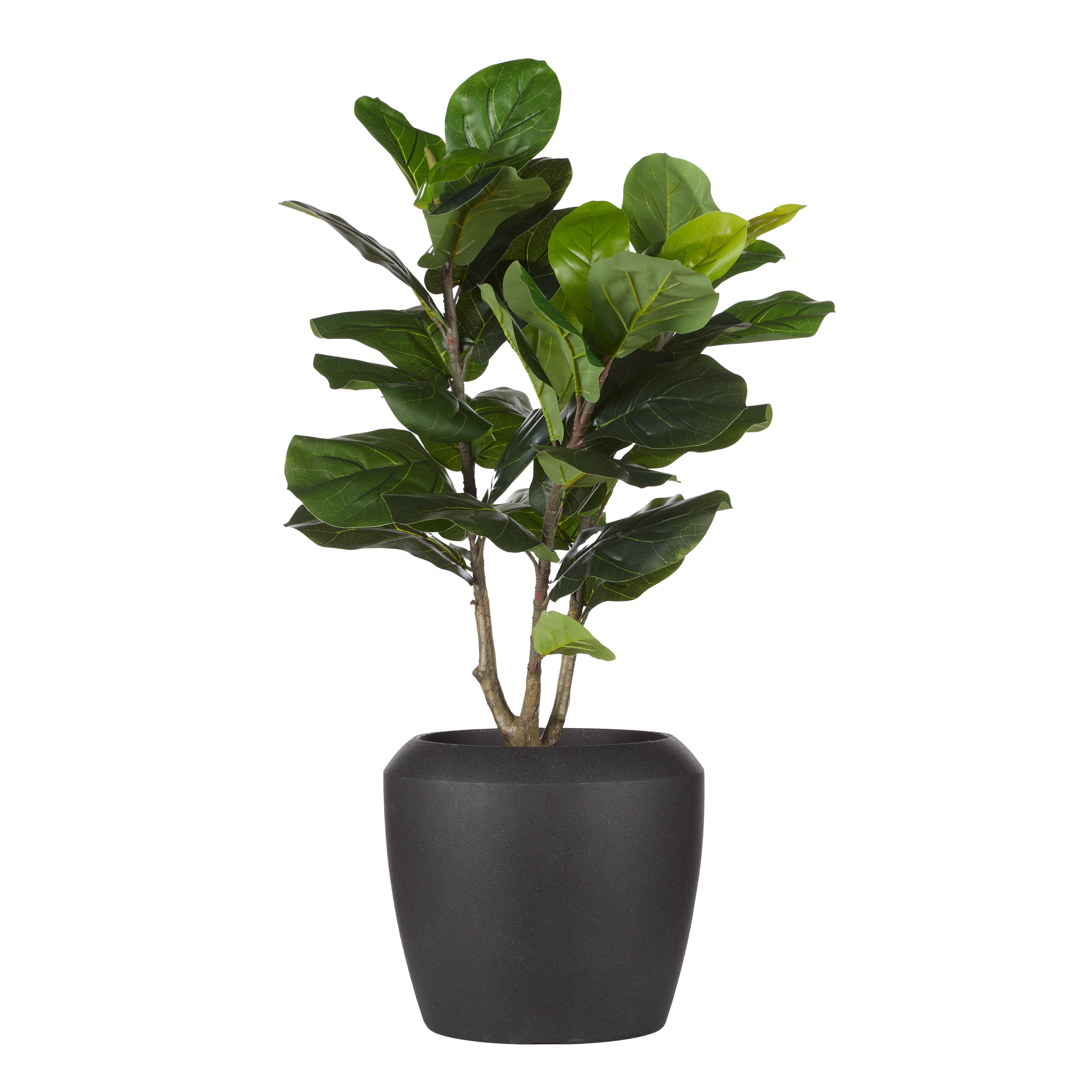 Rogue Giant Fiddle Plant - Vienna Planter 62 x 100cm