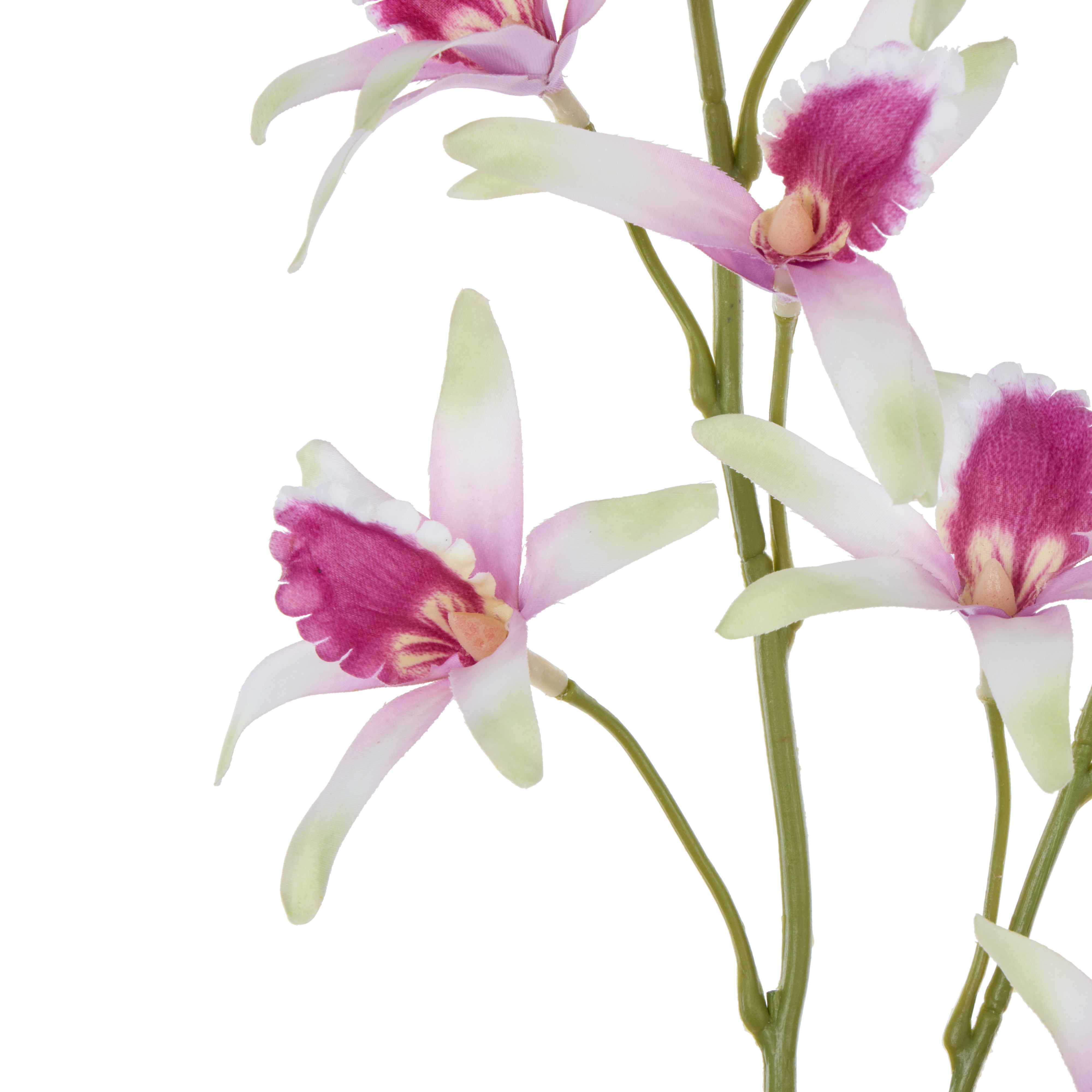 Rogue Dendrobium Spray White & Purple