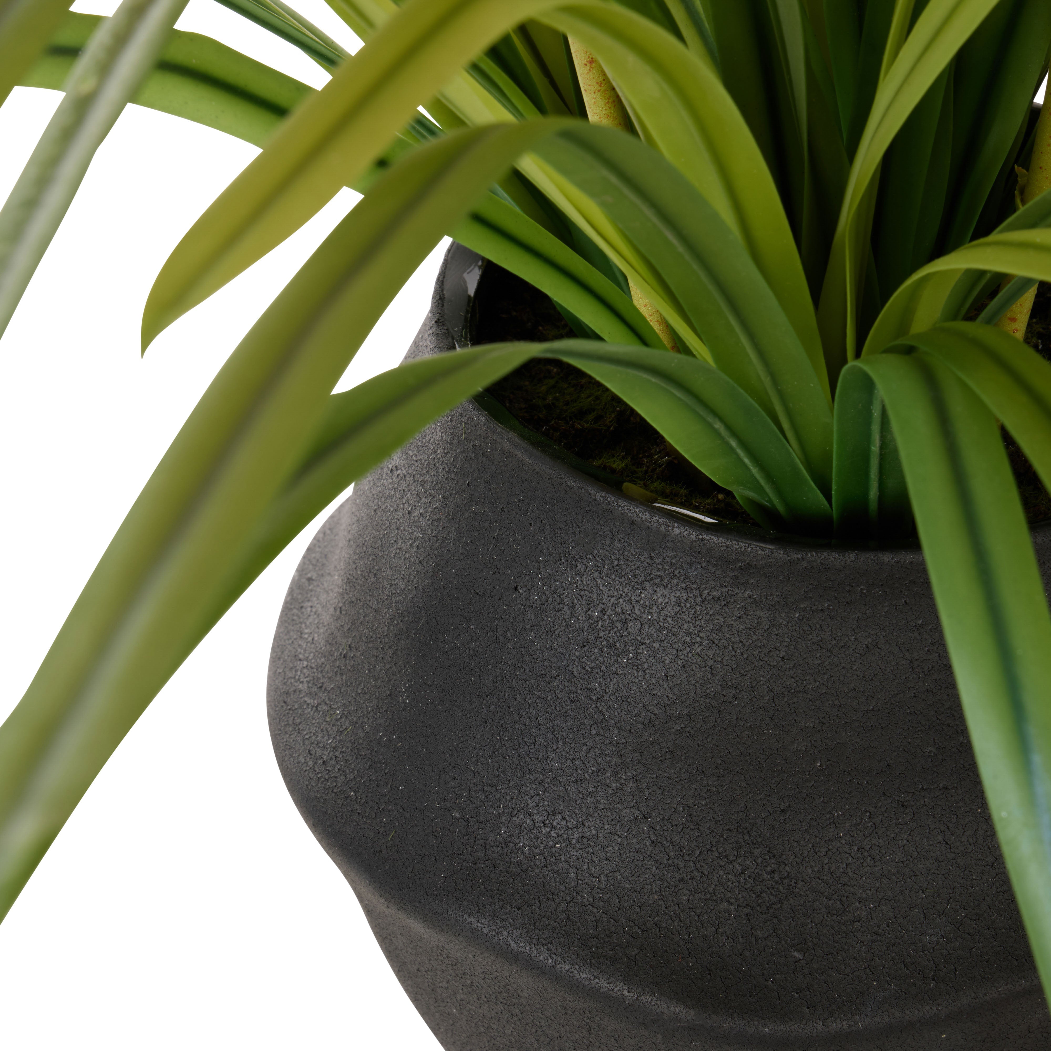 Rogue Dendrobium Plant - Maliah Orange & Green Large