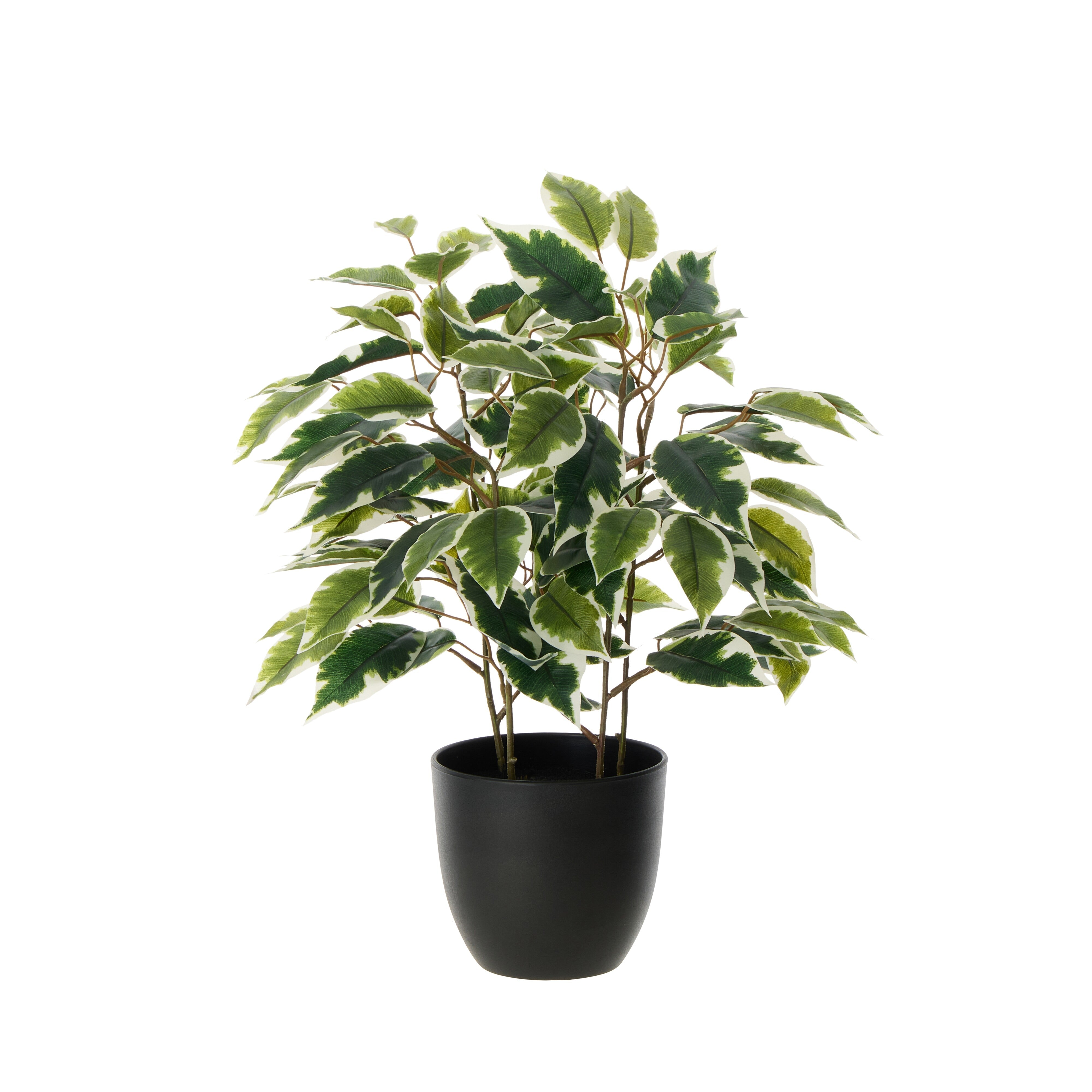 Rogue Ficus Tree Pot Variegated 40cm