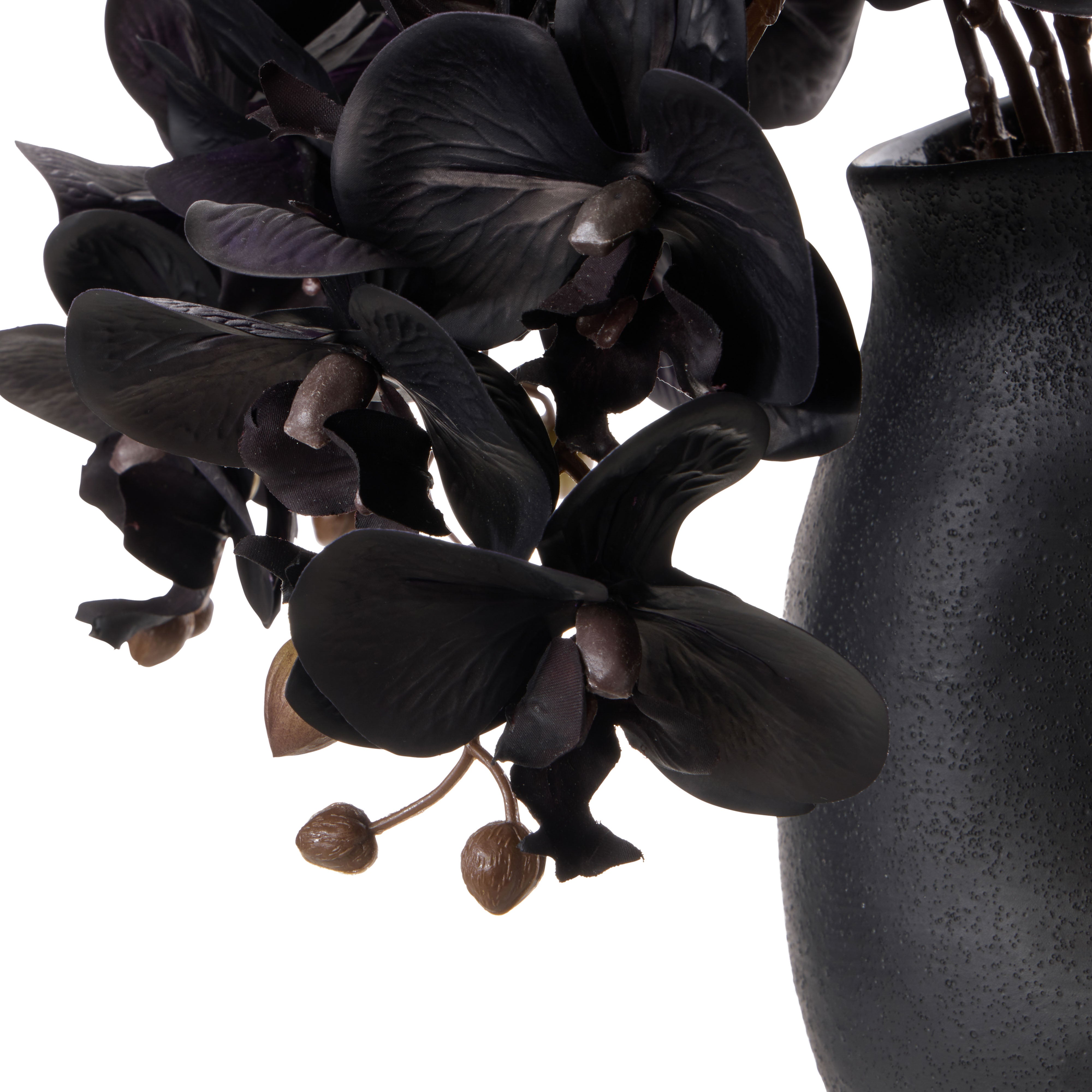 Rogue Phalaenopsis - Maliah